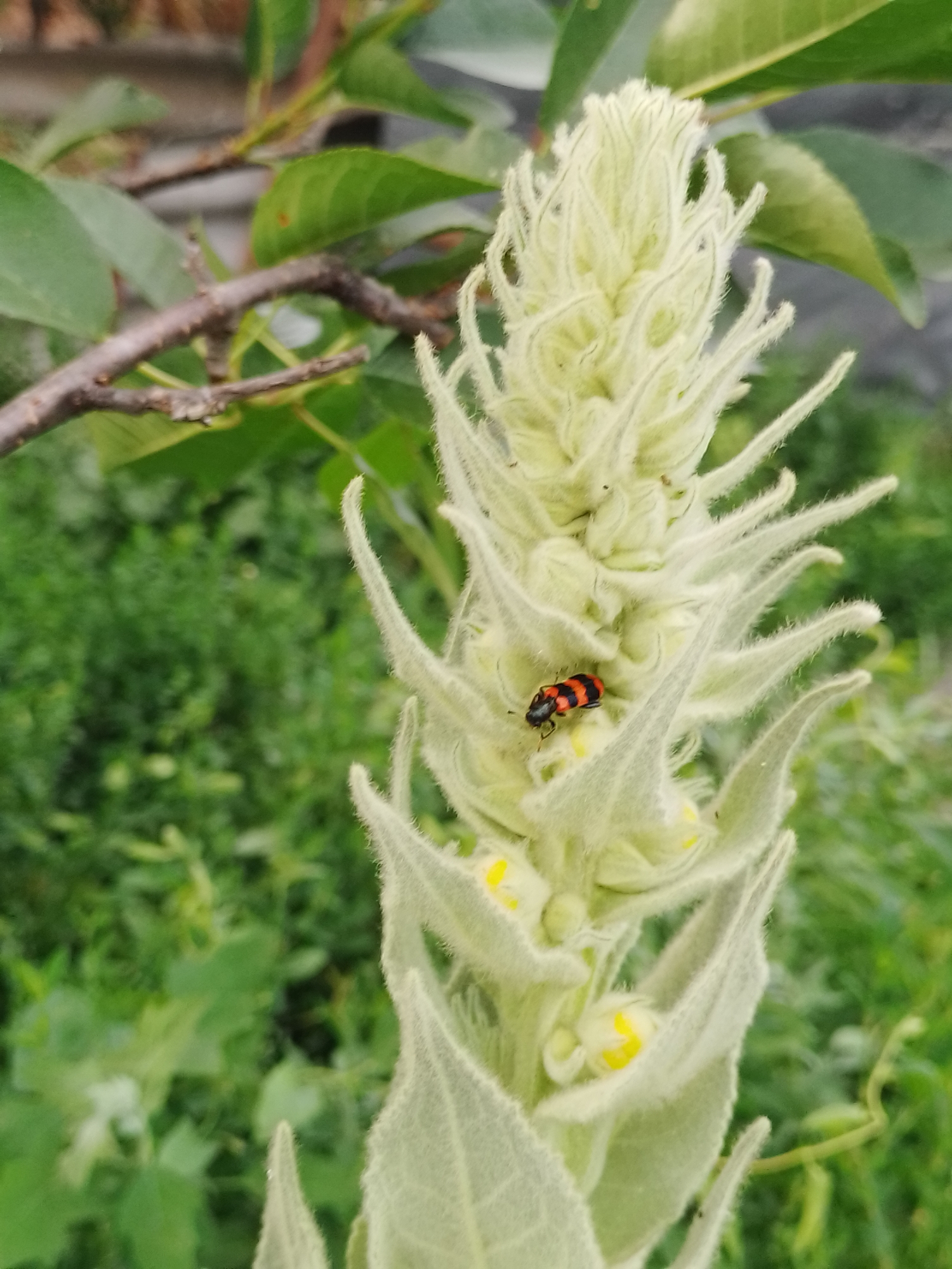 A close-up, outdoor, eye-level shot captures a black and red striped beetle on a pale green, fuzzy plant stalk. The beetle is positioned on the right side of the stalk, approximately one-third of the way down from the top. The stalk itself is thick and covered in fine hairs, with a dense, spiky appearance. Several small, yellow buds are visible among the leaves of the stalk. The background is blurred, showing green foliage and what appears to be a branch or stem of another plant on the left side of the frame. The image was taken in Ustyvytsia, Ukraine.