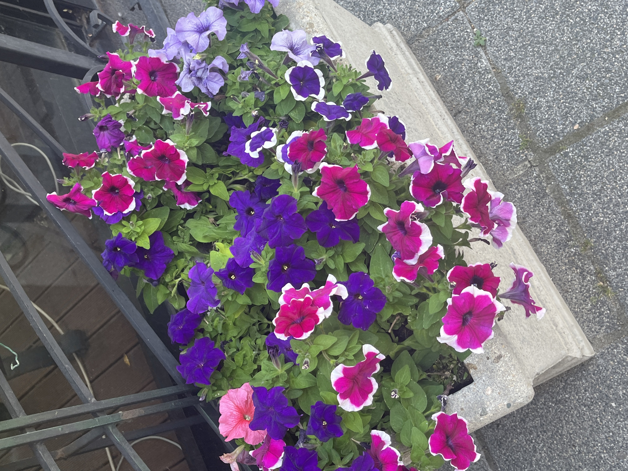 The image shows a planter box filled with a variety of petunia flowers in shades of pink, purple, and lavender. The planter box is made of concrete and appears to be placed on a grey, speckled pavement. In the background, there is a metal grate and wooden planks, suggesting an outdoor urban setting. The scene is well-lit, indicating daytime. The flowers are lush and in bloom, with vibrant colors and delicate petals. The overall impression is one of urban greenery and floral beauty. The specific location is not determinable from the image alone, but if this scene were to be found in Plovdiv, Bulgaria, it would likely be in a public space like a park, square, or along a pedestrian street, possibly near a cafe or shop.