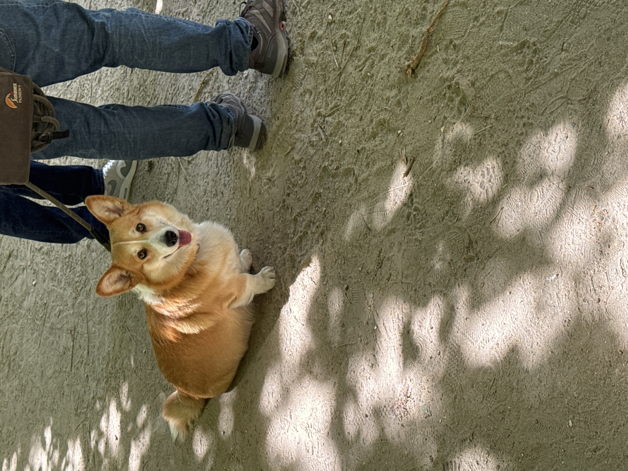 An overhead shot captures the lower half of a person and a Corgi on a sunny outdoor path, likely in a park in Paris, France. The person wears blue jeans and brown hiking shoes, with a dark brown utility bag, featuring the text "Summex FASHION Co.", attached to their hip. A leash is partially visible, connecting to the dog.
The fawn and white Corgi is seated or standing attentively beside the person's feet, looking up at the camera with its tongue slightly out, conveying a happy and engaged emotion. The ground is a light-colored dirt or sandy path, scattered with small pebbles and dried organic matter. Numerous imprints from shoe soles are visible, suggesting a well-trodden walking trail. Strong, dappled shadows from overhead trees or foliage indicate a bright, sunny daytime setting, possibly late morning or early afternoon. The scene depicts a casual outdoor activity, such as a dog walk.