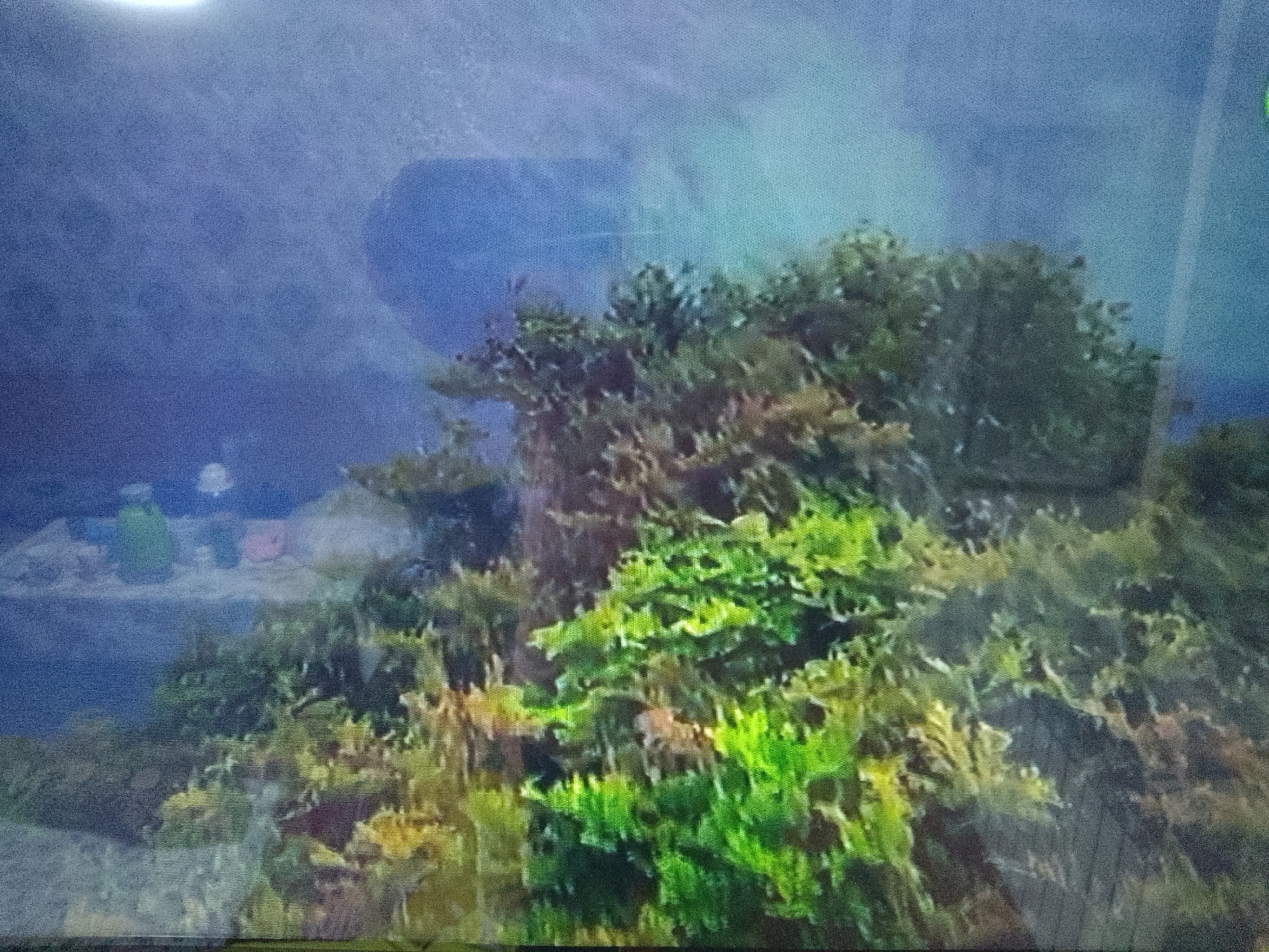 The image is a close-up view of an aquarium filled with lush green and brown aquatic plants, possibly a planted tank setup. The background is a dark, blurred blue, suggesting a backdrop or the open water behind the plants. There are no discernible people, animals, or city landmarks visible. The lighting appears to be from above and to the left, casting soft shadows on the plants. The image is grainy and appears to be a photograph taken of a screen, possibly a monitor or television. Without any identifying markers or context, it is impossible to determine the specific location within Dushanbe, Tajikistan, or any other city.