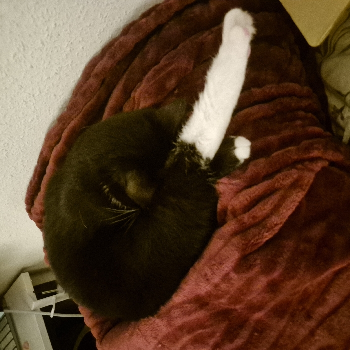 This scene is located in Strasbourg, France. A domestic cat, predominantly black with white markings on its tail and hind paws, is curled tightly on a dark red, textured blanket. The cat's head is obscured, with its back and hindquarters facing the viewer. Its extended white tail stretches to the lower right, concluding with a visible white paw featuring pink paw pads. A second white hind paw is visible tucked beneath its body. In the upper left, a segment of a white furniture item, possibly a desk or shelf unit, with visible wires, is present. The background wall is light-colored and textured. A small, light-brown, rectangular object is partially visible in the bottom right corner of the frame.