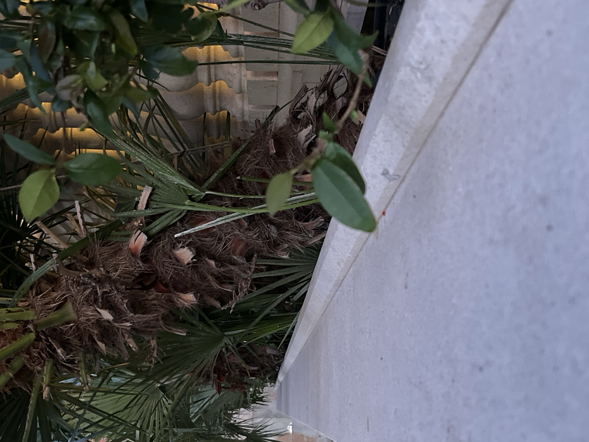 The image captures a close-up, low-angle perspective of a raised concrete planter box filled with palm fronds and other greenery. The planter's textured, light-colored surface occupies the foreground, extending diagonally across the frame. Behind the planter, the thick, fibrous trunk of a palm tree is visible, with numerous fronds fanning out. In the background, a portion of a decorative stone balustrade with rounded pillars and arches is illuminated by warm, artificial light, suggesting an architectural setting, possibly within a hotel or resort complex in Budva, Montenegro. The lighting and the lush vegetation suggest an outdoor environment, likely at dusk or dawn, given the subdued natural light and the warm artificial glow. No people or animals are present in the scene.