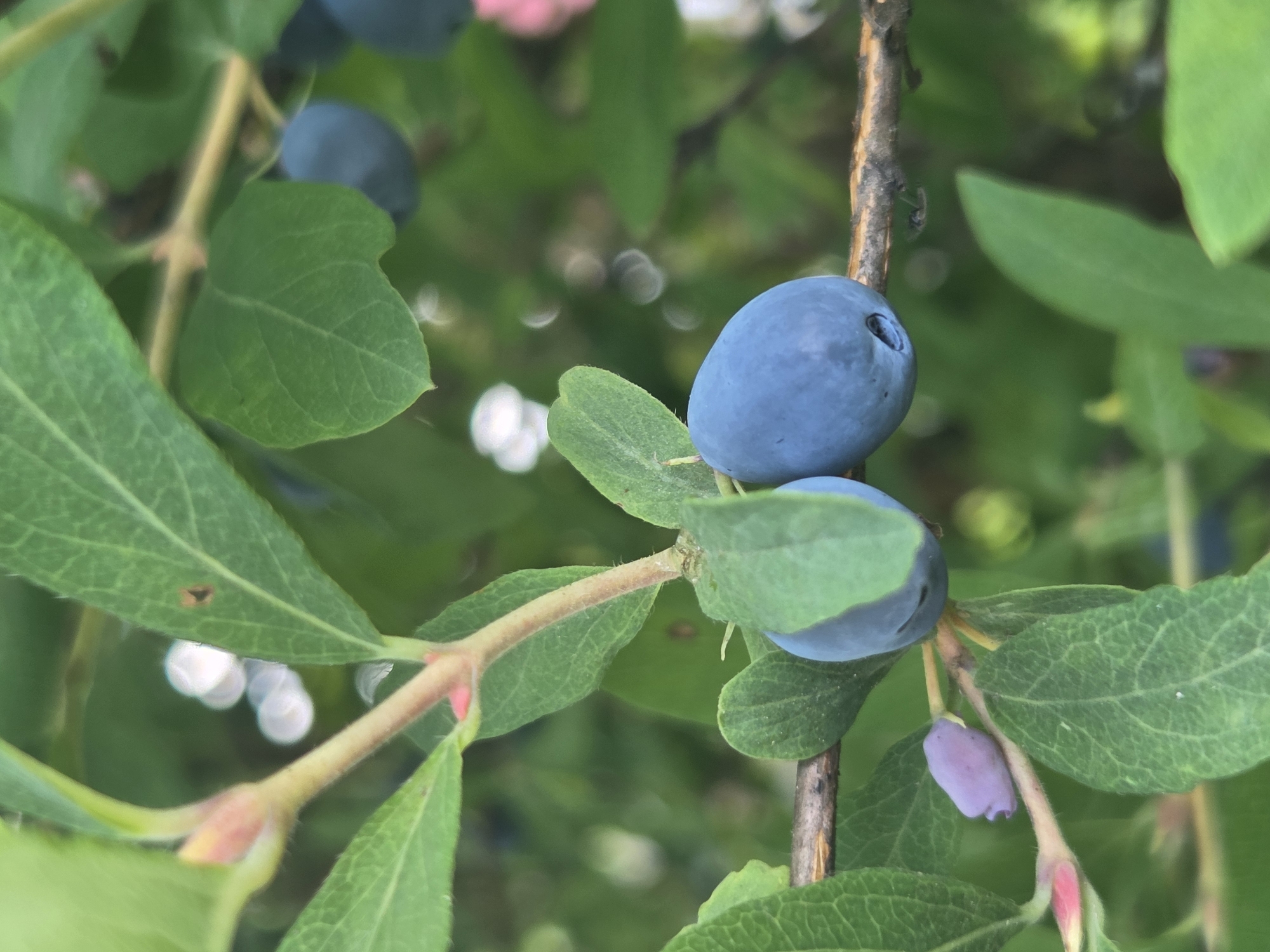 Two ripe, oval-shaped blue berries are the main focus, growing on a branch of a plant. The berries are plump and have a slight sheen, with subtle indentations. To the left of the blue berries, a single, smaller, elongated purple berry is also visible, partially obscured by a green leaf. The plant has broad, green leaves with visible veins and a somewhat fuzzy stem. The background is softly blurred, indicating a shallow depth of field, and consists of more green foliage and out-of-focus white and pink floral elements, suggesting a garden or natural setting. The lighting appears to be natural daylight, creating soft shadows and highlights on the berries and leaves. The image is a close-up, naturalistic depiction of berries on a plant.