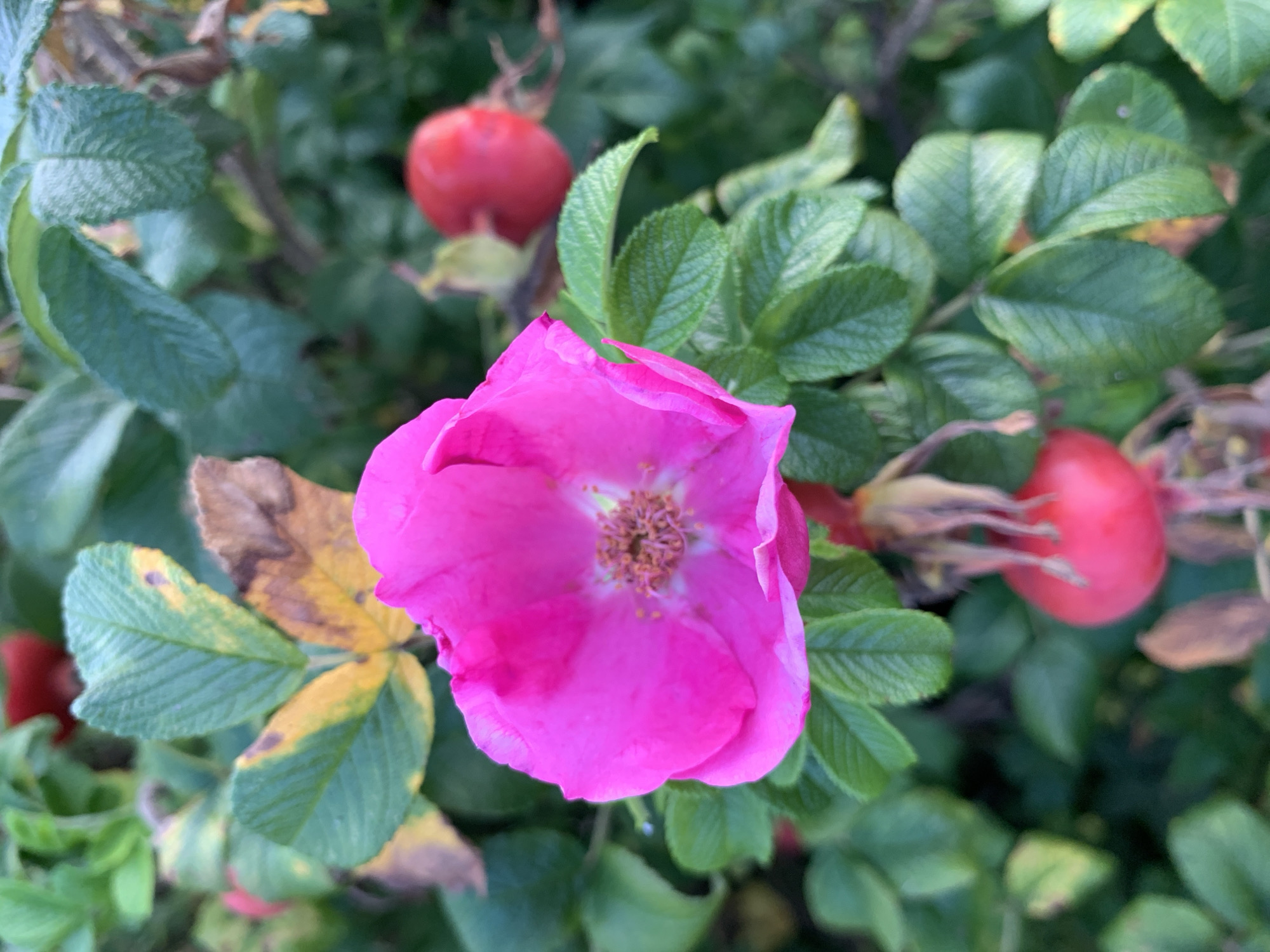 The image is a close-up, eye-level, medium shot of a pink rose hip flower and developing rose hips on a rose bush. The flower is in full bloom, with its bright pink petals unfurled and its center filled with stamens. Several round, red rose hips are visible throughout the frame, some in focus and others blurred. The background consists of lush green leaves, some of which show signs of autumn discoloration with yellow and brown patches. The lighting appears to be natural daylight, casting soft shadows. There are no people or animals present. The setting is outdoors, likely a garden or park, and given the context provided, it is located in the city of Kapyĺ, Belarus.