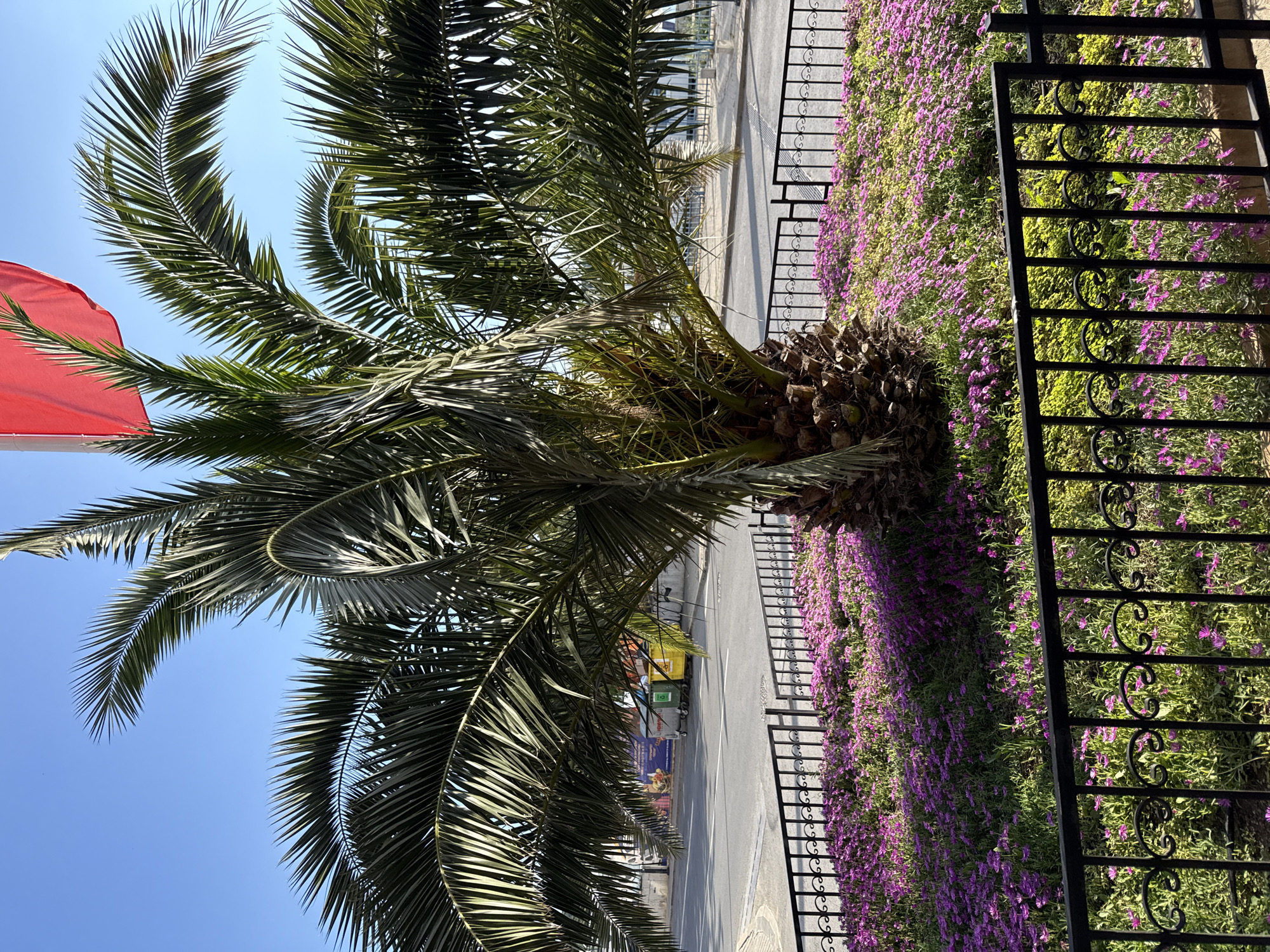 A wide-angle, eye-level, outdoor shot captures a vibrant scene in Sozopol, Bulgaria. In the foreground, a black wrought-iron fence encloses a lush flower bed overflowing with a dense carpet of small, vibrant pink and purple flowers. Behind the flowers, the textured, rough trunk of a palm tree stands tall, its fronds reaching upwards and outwards, casting shadows and framing the upper portion of the image.
Beyond the palm tree, a street is visible with two rows of trash bins, one green and one yellow, situated on the side. Further in the background, the street extends towards buildings and a clear blue sky. A hint of a red flag is seen at the very top of the frame, attached to a flagpole. The overall impression is one of a sunny day, with the natural elements of the flowers and palm tree contrasting with the urban setting of the street and bins.