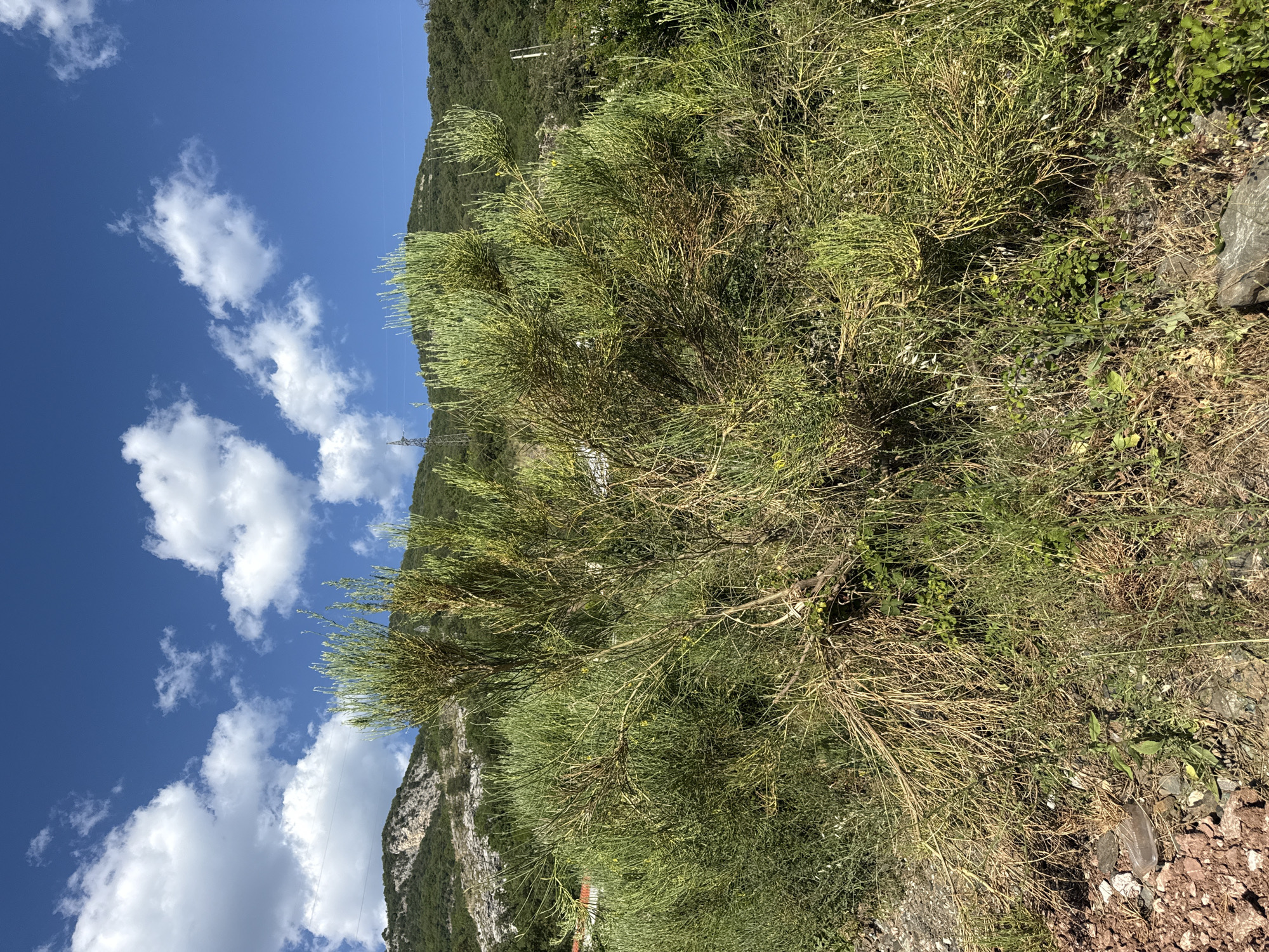 The image displays a scene in Rafailovići, Montenegro. The primary subjects are a dense, green shrub with thin, needle-like leaves in the foreground, and a steep, vegetated mountainside in the background. The sky is a vibrant blue, dotted with fluffy white clouds, suggesting fair weather. The time of day appears to be midday, indicated by the bright sunlight casting shadows.
The scene is set outdoors, likely on a hillside or near a mountain path, given the rocky ground and the slope of the terrain. The presence of a power line pylon on the mountainside suggests proximity to infrastructure. There are no people or discernible objects other than the natural elements and the power line. The overall mood is serene and natural, emphasizing the landscape. No text is visible in the image.