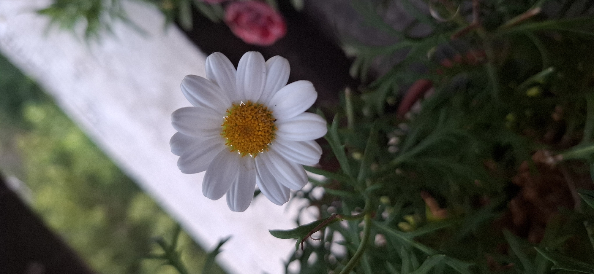 A close-up, vertical shot captures a white daisy with a yellow center. The flower is positioned slightly to the left of the frame, its petals facing outwards. Lush green foliage surrounds the base of the flower, with some out-of-focus red flowers visible in the background to the right. A blurred white surface runs diagonally across the upper portion of the image. The scene appears to be an outdoor setting, possibly a garden or balcony. The image does not contain any identifiable landmarks or specific details that would allow for pinpointing its location in Sofia, Bulgaria.