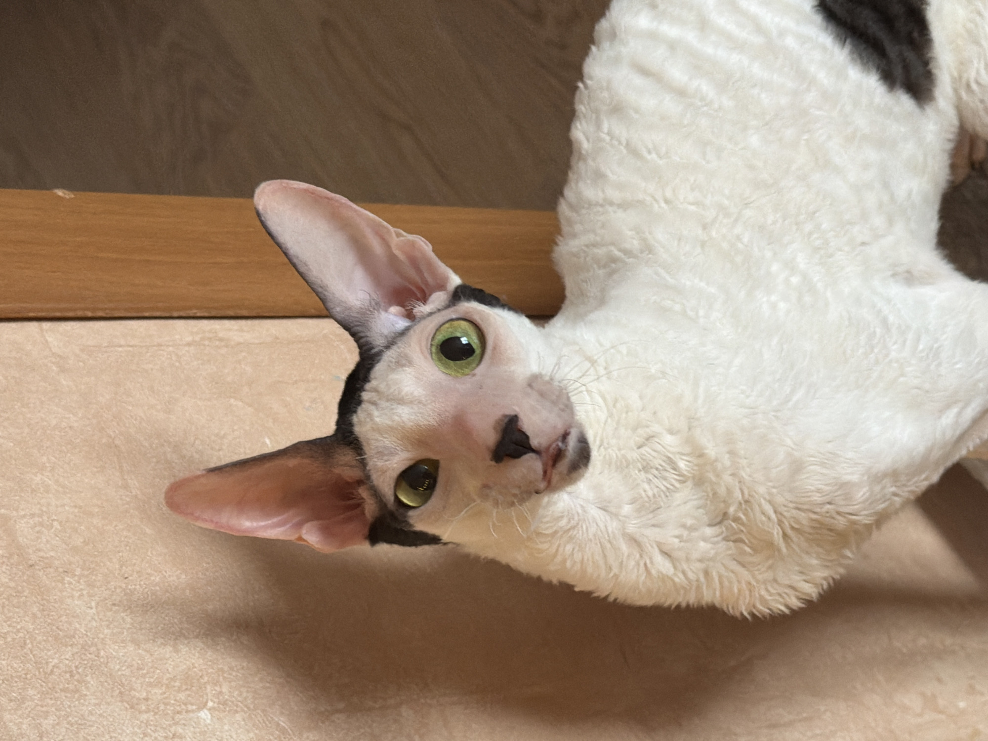 This is a close-up, eye-level, portrait-style photograph of a white Cornish Rex cat with black markings on its head and tail. The cat has large, prominent ears, bright green eyes, and a distinctive wavy coat. Its mouth is slightly open, with a bit of its tongue visible. The cat is positioned in the foreground, facing the camera and slightly to the left. The background consists of a textured, light brown wall on the left and a wooden door frame and floor on the right. The lighting is soft and appears to be natural, casting a slight shadow to the left of the cat. There is no information to suggest the location is in Yekaterinburg, Russia.