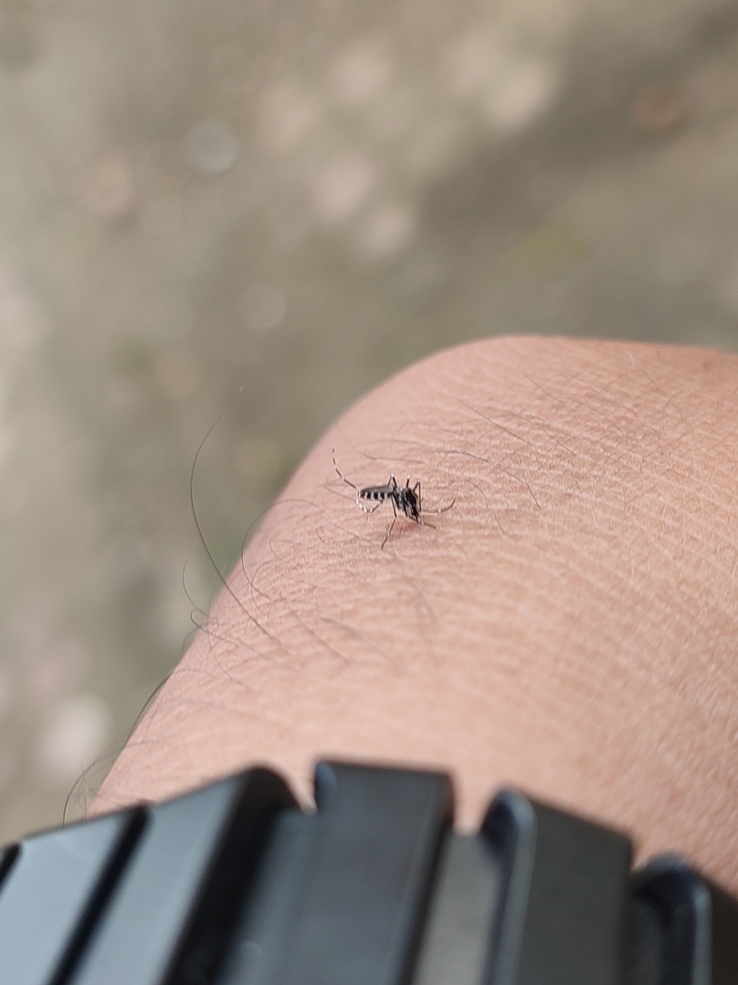 A mosquito is perched on a person's arm. The arm is light-skinned and covered with fine hairs. The mosquito is black and white with thin legs and antennae. A black watchband is visible in the foreground. The background is blurred and appears to be an outdoor setting. The image was taken in Blangriek, Indonesia.