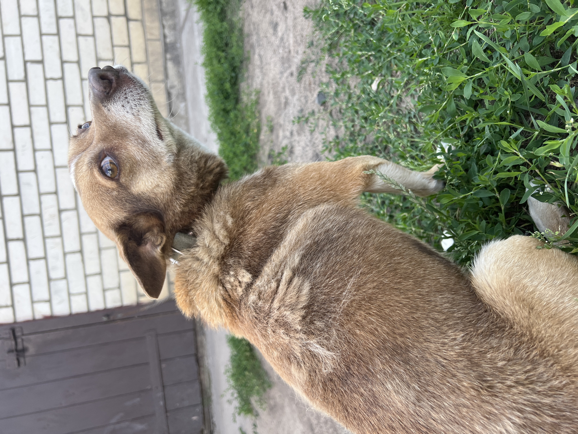 A medium-sized, light brown dog with dark eyes and floppy ears is the sole subject of this media file. The dog is positioned in a courtyard, with a tiled walkway and a wooden gate visible in the background. Lush green grass and plants surround the dog, suggesting an outdoor setting during warmer months. The dog is looking upwards and to the left, with an alert and curious expression. Its fur appears thick and somewhat shaggy. The overall lighting suggests it is daytime, possibly mid-morning or afternoon, with no indication of specific weather conditions. There is no visible text within the image. The context provided places this scene in Sobishchytsi, Ukraine.