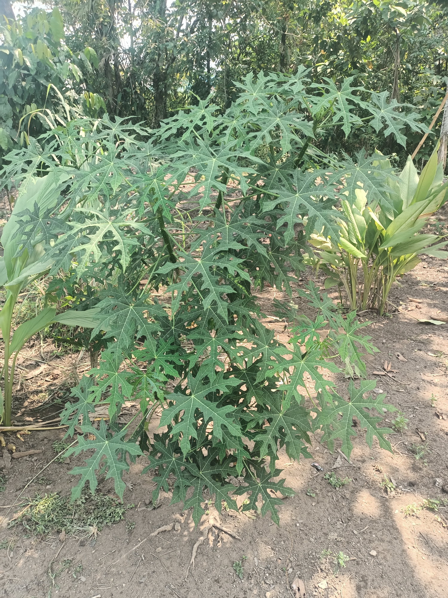 In the outdoor environment of Rasau Jaya Satu, Indonesia, a young papaya tree, *Carica papaya*, stands prominently in the center of the frame. Its distinctive palmate leaves, deeply lobed and serrated, are a vibrant green. The tree is relatively small, suggesting it is not yet mature. The ground beneath the tree is dry, sandy soil with scattered dry leaves and some small, low-lying green plants. To the right of the papaya tree, a clump of broad-leaved green plants, possibly ginger or turmeric, with their upright stalks and lanceolate leaves, are visible. In the background, a dense arrangement of taller trees with green foliage creates a natural, verdant backdrop, hinting at a garden or semi-wild area. The lighting suggests it is daytime, with dappled sunlight filtering through the canopy, casting shadows on the ground. There are no people or animals in the image.