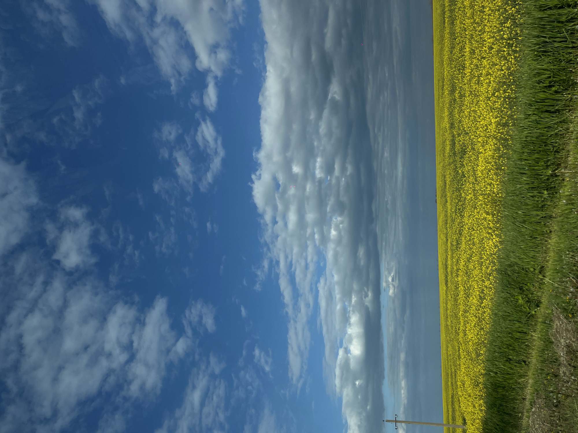 The image shows a field of yellow rapeseed flowers under a sky with blue patches and varied cloud formations. The location is the vicinity of Novomargaritovo, Russia, based on available image data.
The foreground is occupied by the field of blooming rapeseed plants. The flowers exhibit a vibrant yellow color. The field extends into the distance, suggesting a large agricultural area.
The sky dominates the upper portion of the image. Patches of deep blue are visible among the clouds. Some cloud formations are dense and gray, indicating potential rain or overcast conditions, while others are white and puffy.
A power pole is situated between the field and the sky. No people, animals, or vehicles are visible in the frame. No specific activity is evident. The environment appears to be rural, dominated by agricultural land and weather patterns.