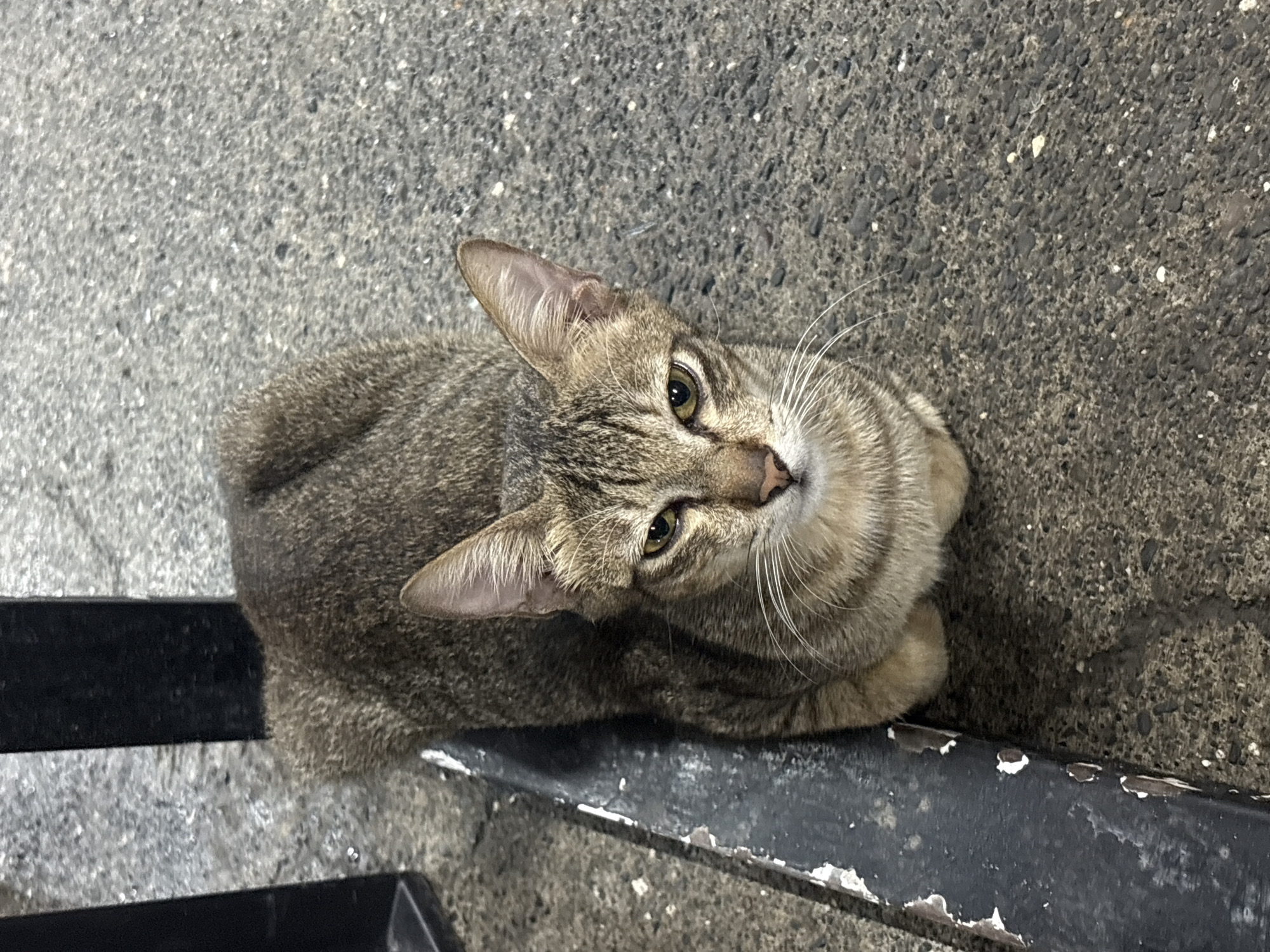 A tabby cat with brown and grey stripes is sitting on a rough, grey asphalt surface. The cat is positioned in the lower half of the frame, with its body curled up. Its head is turned slightly towards the viewer, and its green eyes are open. A black metal bar is visible on the left side of the image, running vertically. The bar has chipped paint and appears to be part of a fence or railing. The background consists of the asphalt and the black bar. The lighting suggests it is daytime, with some shadows present. The scene is likely an outdoor urban setting, potentially a street or sidewalk.