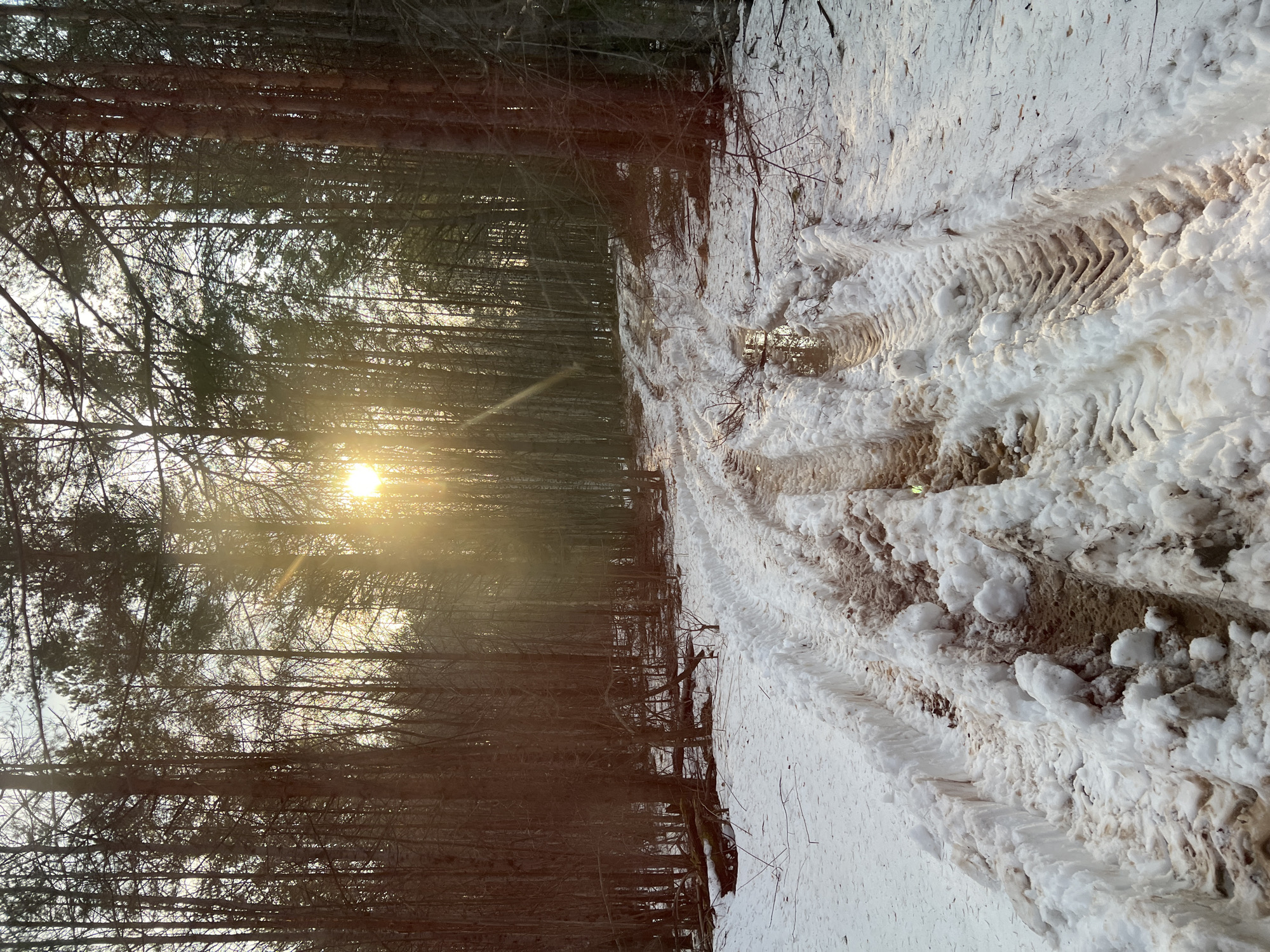The image shows a snow-covered forest road. Tire tracks are visible in the snow. The sun shines through the trees on the left side of the image. The location, Zhigalki, Russia, cannot be verified based solely on this image.