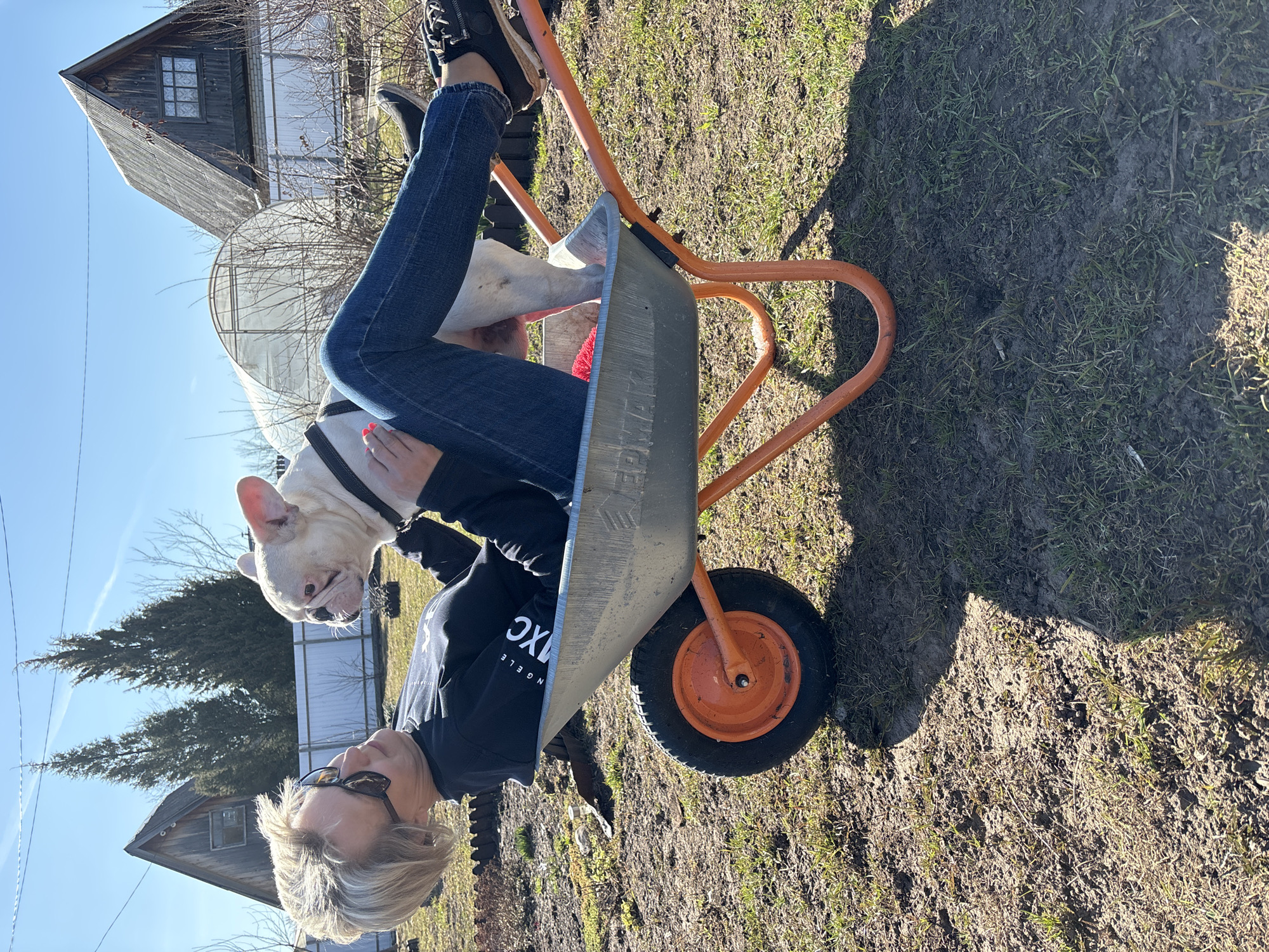 This image depicts a playful outdoor scene in Chaikovsky, Russia, on a bright, sunny day. The primary subjects are a blonde woman and a light-colored French Bulldog. The woman, with short blonde hair and wearing sunglasses, a black long-sleeved shirt with partially visible white text reading "XCLUSIVE ANGELE" (likely "EXCLUSIVE ANGELES"), and blue jeans, is positioned inside an orange-framed wheelbarrow. She appears to be sitting or lying partially in the wheelbarrow's silver/grey basin, cradling the French Bulldog, which wears a black harness.
The background shows a rural or semi-rural setting. To the left, there is a rustic wooden house with a small window. Behind it, a greenhouse-like structure is visible, and sparse, leafless trees or bushes suggest a late winter or early spring season. The sky is clear and blue. The ground beneath the wheelbarrow is a mix of sparse green grass and bare earth, with distinct shadows indicating strong daylight, likely late morning or afternoon. The overall mood is relaxed and lighthearted. The image is rotated, presenting the scene vertically with the horizon on the left.