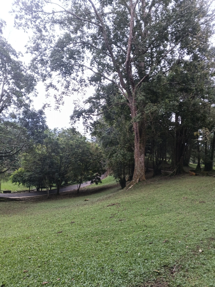 This image displays a verdant outdoor landscape in Tah, Vietnam, under diffused lighting conditions. The foreground consists of a meticulously maintained, gently sloping lawn of bright green grass, extending from the bottom of the frame to approximately the mid-horizon. A dark, paved path or roadway curves through the midground, originating from the lower left and moving towards the center-right, eventually disappearing behind foliage. Adjacent to the path on the left, a dark, rectangular flat surface, possibly a concrete bench or utility slab, is visible. The scene is densely populated with trees of varying sizes and species. A prominent large tree with a thick, textured, light brown trunk anchors the right side of the midground, its extensive canopy reaching beyond the top of the frame. Further to the right and in the background, a dense cluster of darker green foliage indicates a forested area. No individuals, animals, or explicit actions or interactions are visible within the frame. The sky, partially visible through the upper tree canopy, appears uniformly light, suggesting an overcast day.