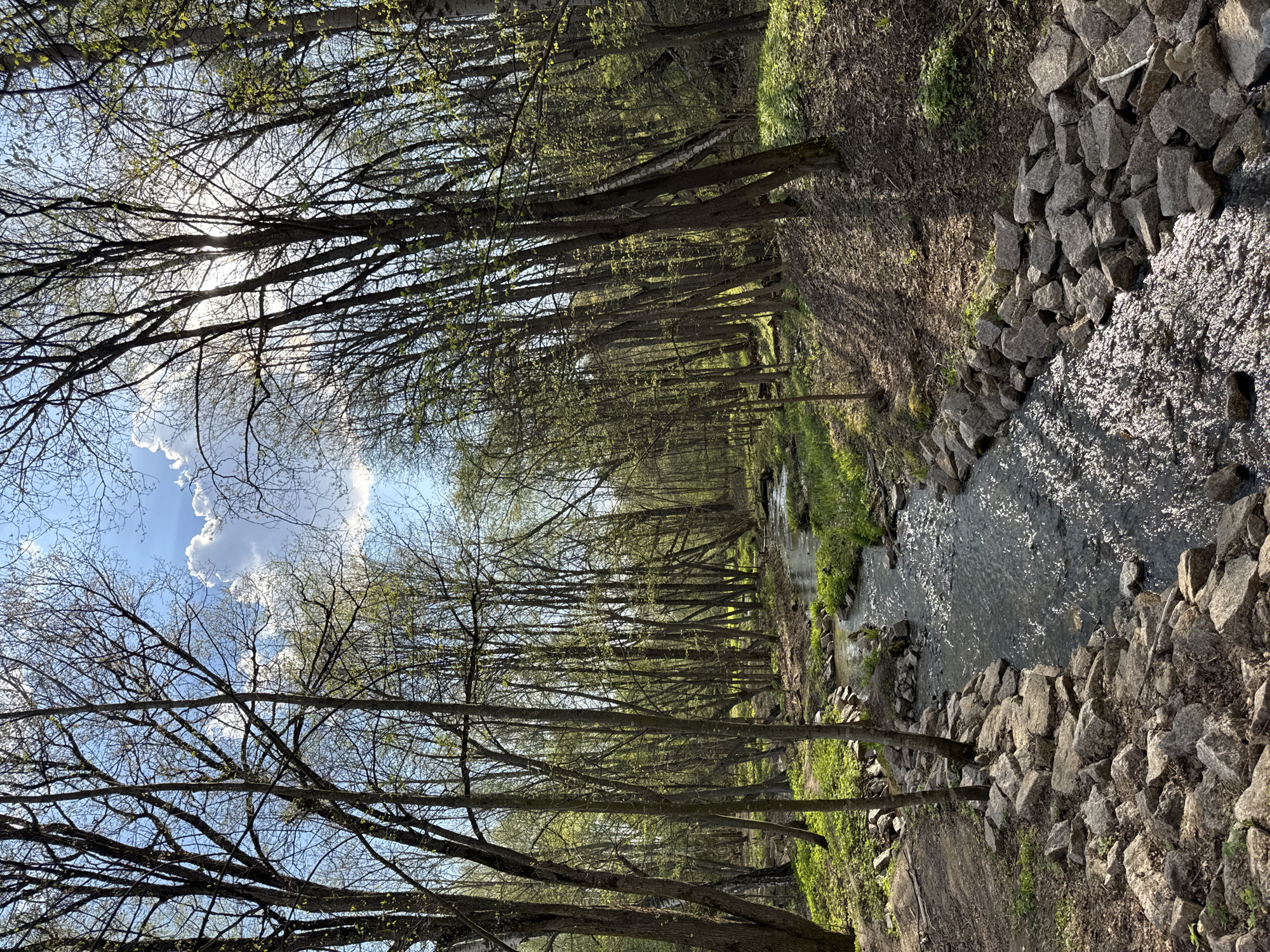 The image depicts a water channel flanked by rocky banks and a dense tree line. Sunlight filters through the branches, creating dappled light on the water and ground. The location is suggested to be Shcherbakovka, Russia. No people are visible. The primary objects are trees, rocks, and water.