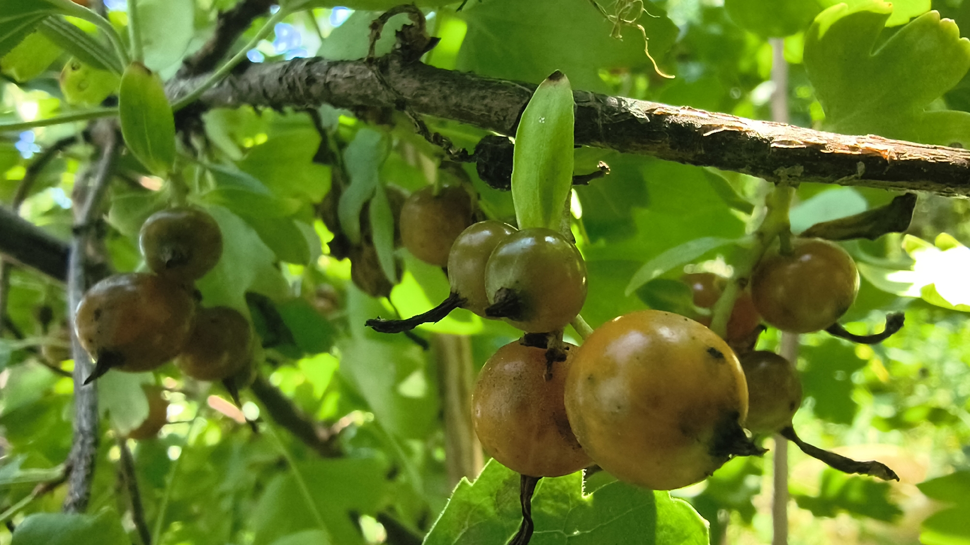 The image shows a close-up view of a branch laden with ripening berries. The berries are round and vary in color from green to a yellowish-brown, some showing slight translucence. They are attached to the branch by thin stems, and some have remnants of dried flower calyxes at their tips. The branch itself is rough and textured, with a few green leaves partially obscuring the berries. The background is a blur of green foliage and bright sunlight, suggesting an outdoor, natural setting. There are no people or animals visible in the image. The scene depicts a natural detail of a plant, likely in a garden or wild environment. There is no information in the image to suggest it is located in Mikhaylovka, Russia.