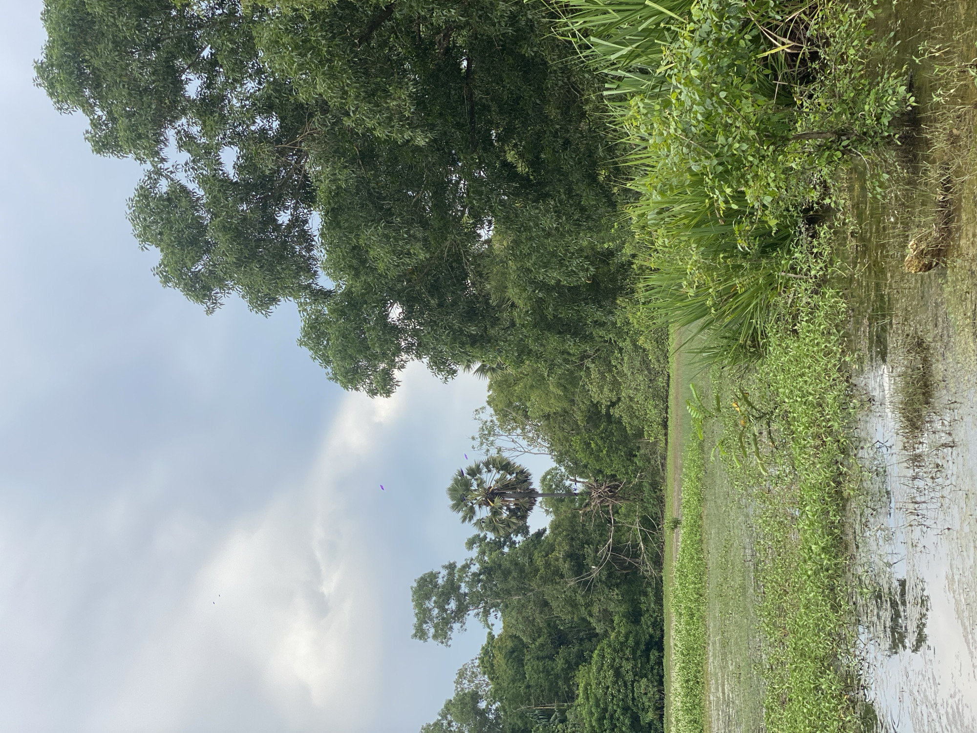 The image depicts a natural swampy area with dense green vegetation. The foreground is dominated by murky water covered with algae and floating debris. Tall grasses and small plants emerge from the water, with a small tree growing in the middle of the swamp in the lower right portion of the frame. In the mid-ground, a large expanse of water is covered with green aquatic plants. Beyond this, a dense forest lines the background, with a prominent palm tree standing out among the other trees. The sky is overcast with scattered clouds. Three small, purple objects are visible in the sky, and two tiny black specks are also present in the upper left section of the sky. One of the purple objects appears to be a kite.