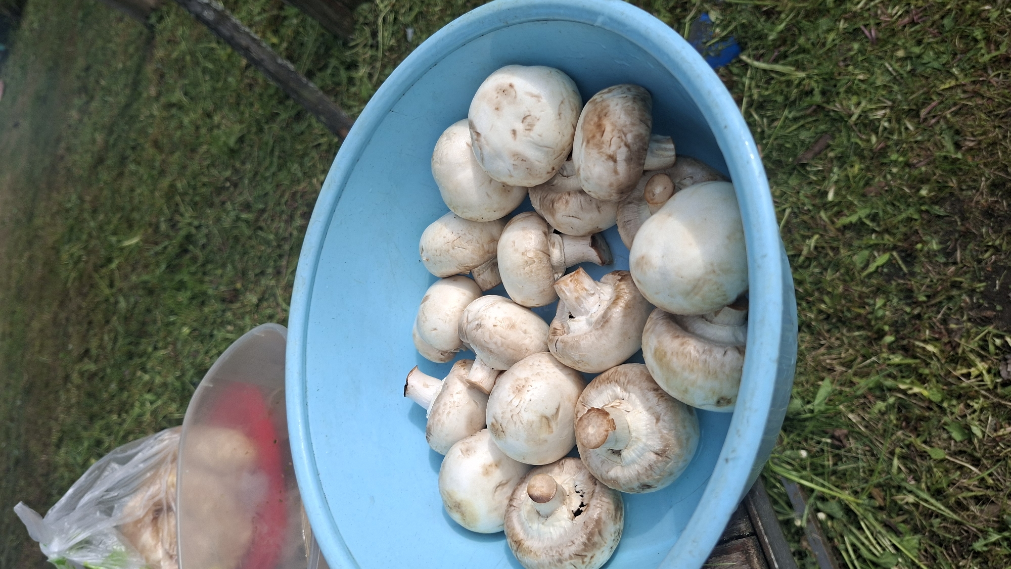 A blue plastic bowl is filled with white mushrooms. The bowl sits outside on green grass. Nearby is a clear plastic bag and plastic container. The scene is located in Сваткаўскі сельскі Савет, Belarus.