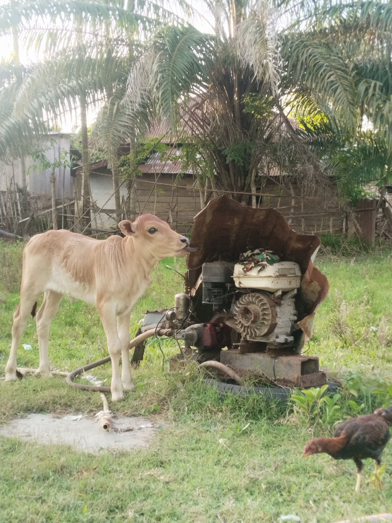 The image shows a calf standing next to an engine in a grassy area. In the background, there are palm trees, some buildings and a fence. A chicken is in the foreground to the right. The location is Lhokseumawe, Indonesia.