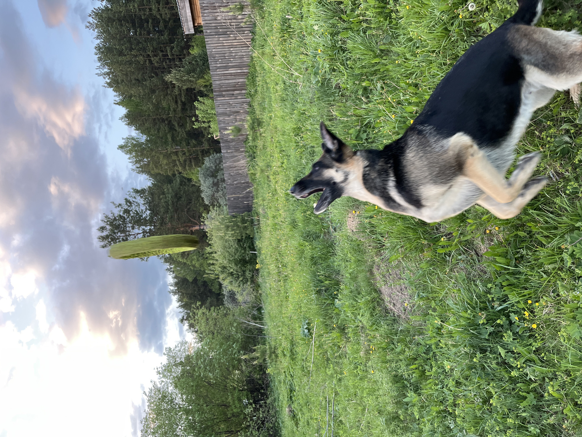 A German Shepherd dog is running in a grassy yard. The dog has black and tan fur. It is open-mouthed, mid-stride. The yard is green, with yellow wildflowers scattered throughout. A wooden fence is visible in the background, along with trees and a cloudy sky. I don't have information about the location of the scene.