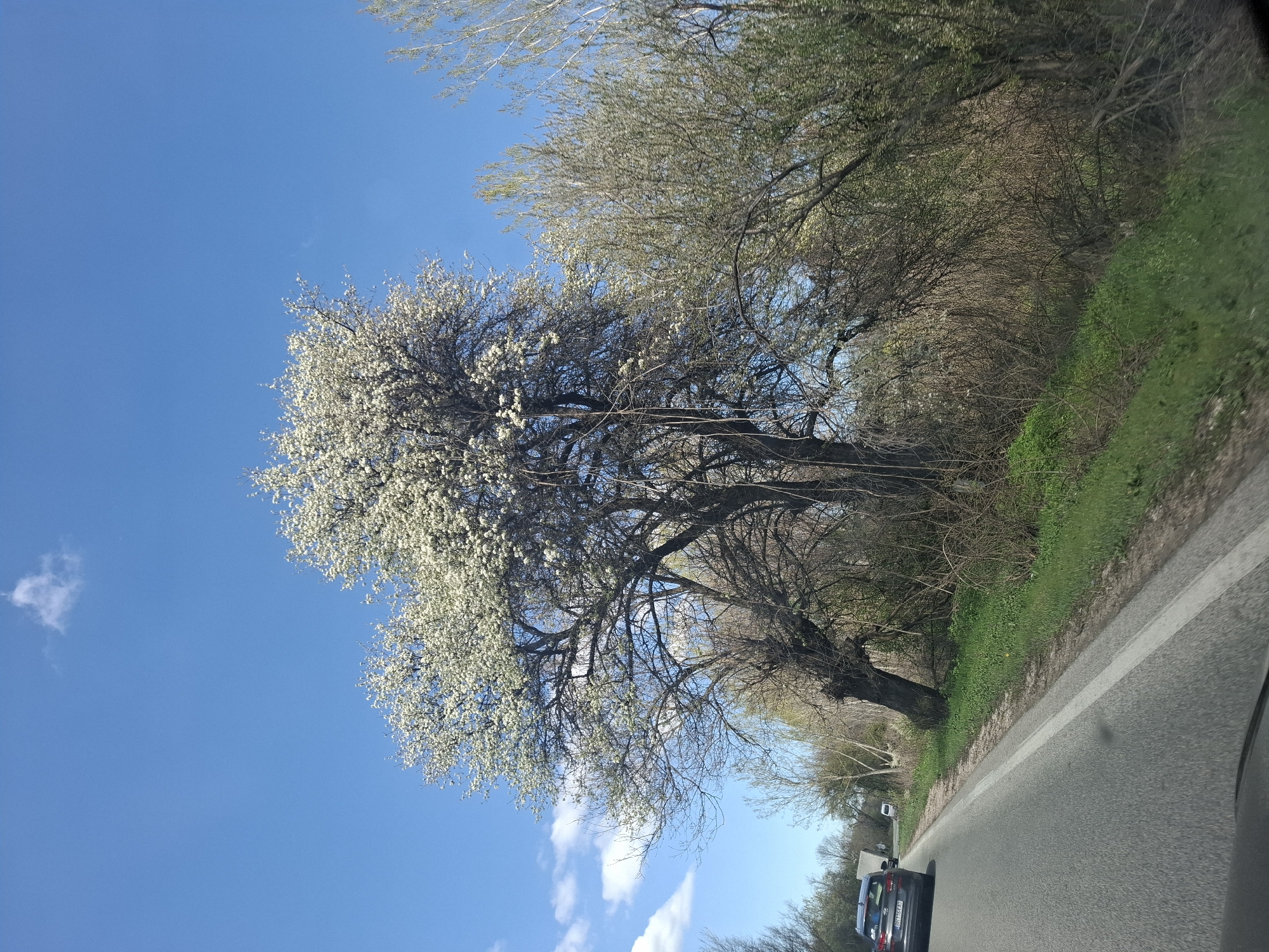 The image depicts a road in Tsar Simeonovo, Bulgaria, with a car driving on it. To the left of the road is a large tree in full bloom with white flowers. The sky is blue with some clouds. On the right side of the road is dense vegetation. The image was taken from inside a moving vehicle.