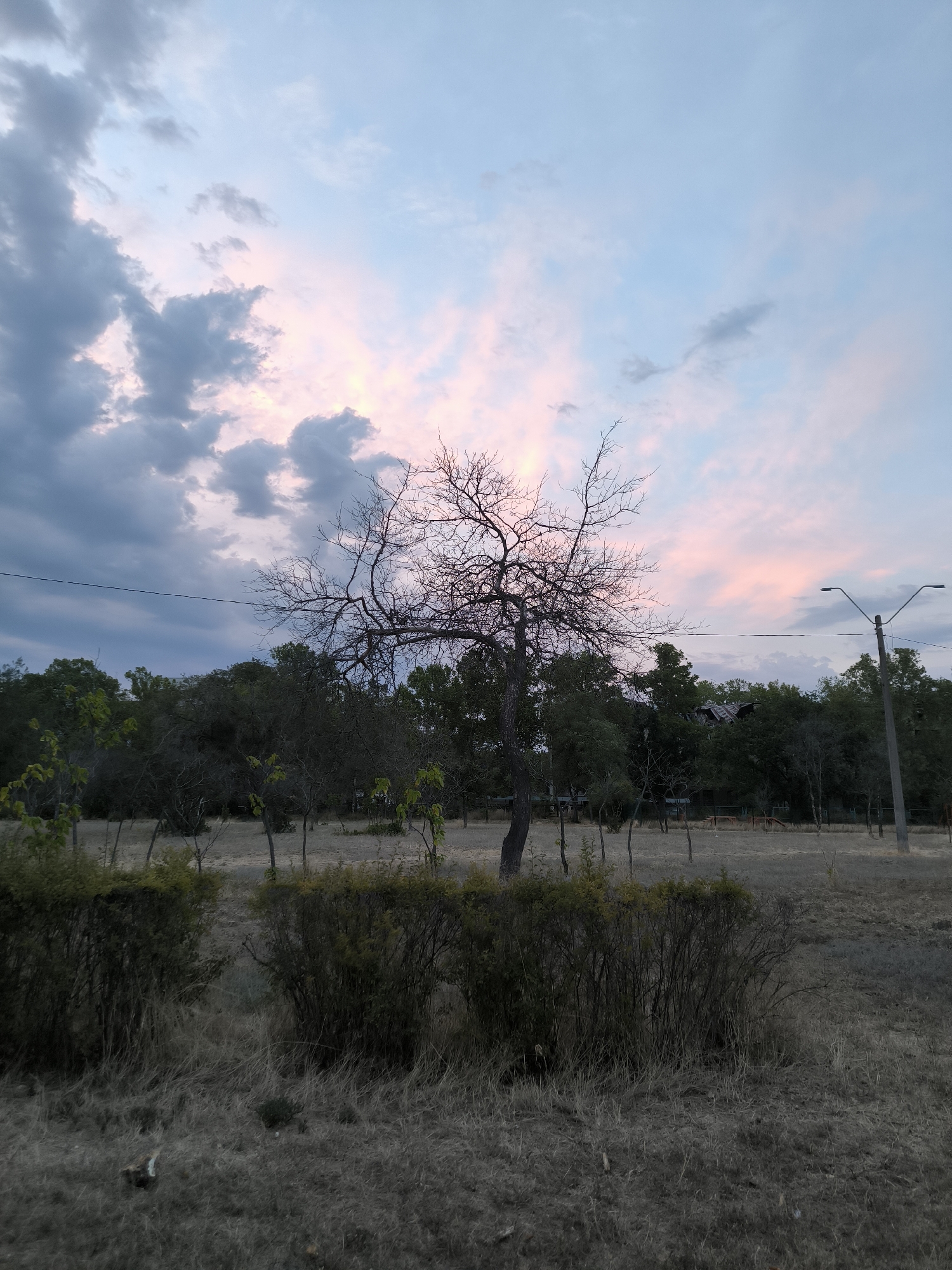 This is a photograph of a park or open grassy area with trees and bushes. The sky is filled with clouds, some dark and stormy, others tinged with pink and light blue, suggesting either dawn or dusk. In the foreground, there are two clipped bushes on either side of a path or clearing, with dry grass covering the ground. A bare, branching tree stands prominently in the middle ground, its silhouette stark against the colorful sky. Behind it, a dense line of green trees forms the background. To the right, a lamppost with two lights is visible. In the distance, there are structures that appear to be part of a playground or park equipment. The overall impression is one of a quiet, natural setting during a transitional time of day. The image is devoid of any people, actions, or interactions. The location of Mykolaiv, Ukraine, is not discernible from the visual elements of the photograph.