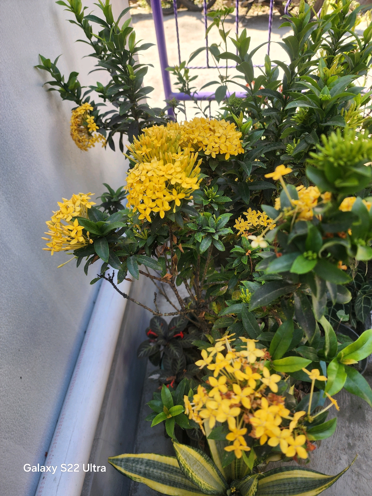 In Salaman, Indonesia, this image captures a close-up of a flowering plant with clusters of small, bright yellow blossoms. The plant has dark green, glossy leaves and is set against a textured light gray wall on the left. A white pipe runs along the base of the wall. In the background, a blurred purple structure, possibly a fence or trellis, is visible, along with other foliage and a black pot. The overall scene suggests an outdoor setting, possibly a garden or yard.