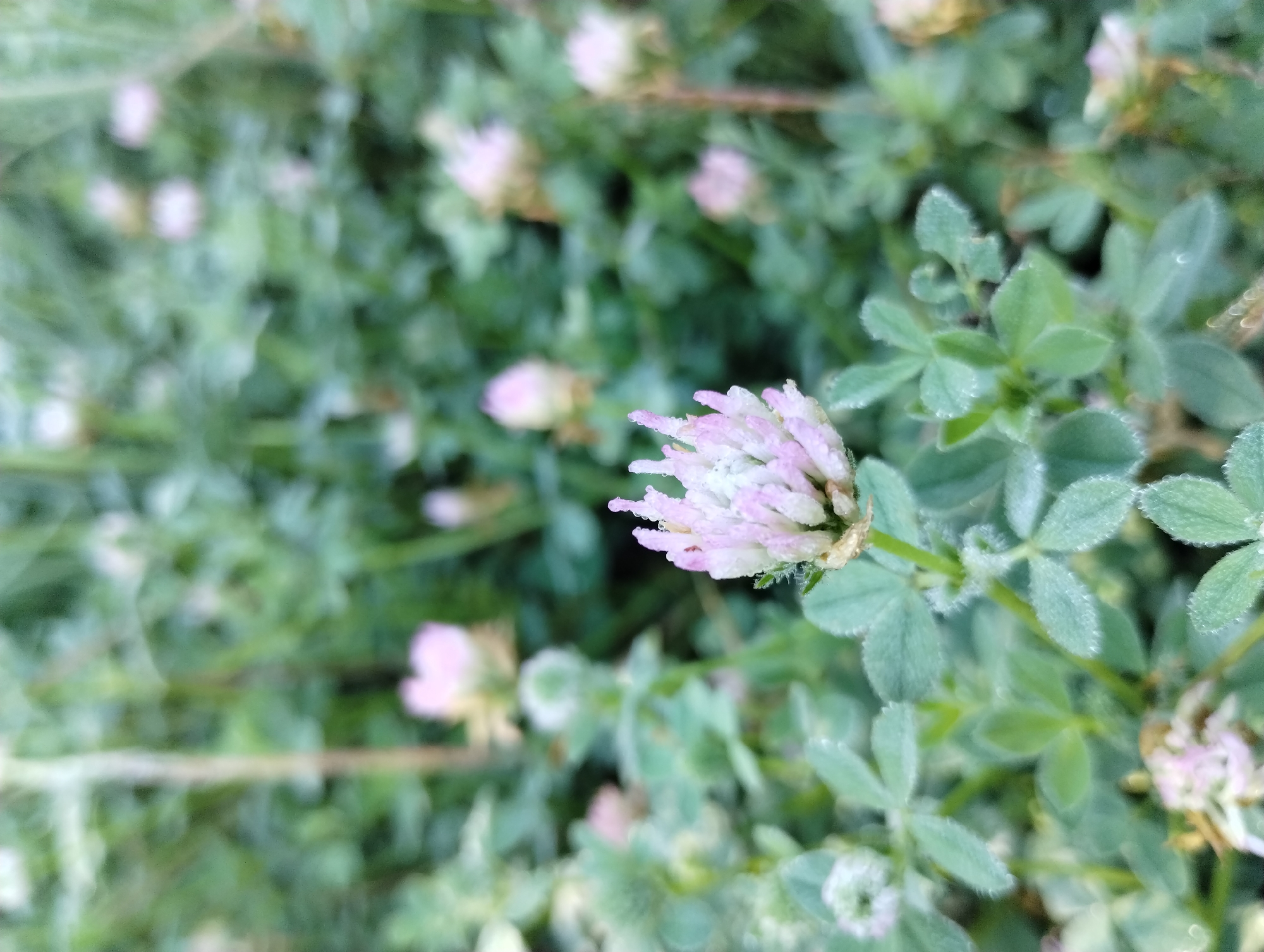 The image shows a patch of clover with pinkish-white flower heads in focus. The clover plants have three-leaf clusters. The background is filled with similar clover and flower heads, though out of focus. The scene appears to be outdoors during daylight hours. The plants are covered in small water droplets. There is no specific information to locate the image in Yambol, Bulgaria. No people are visible.