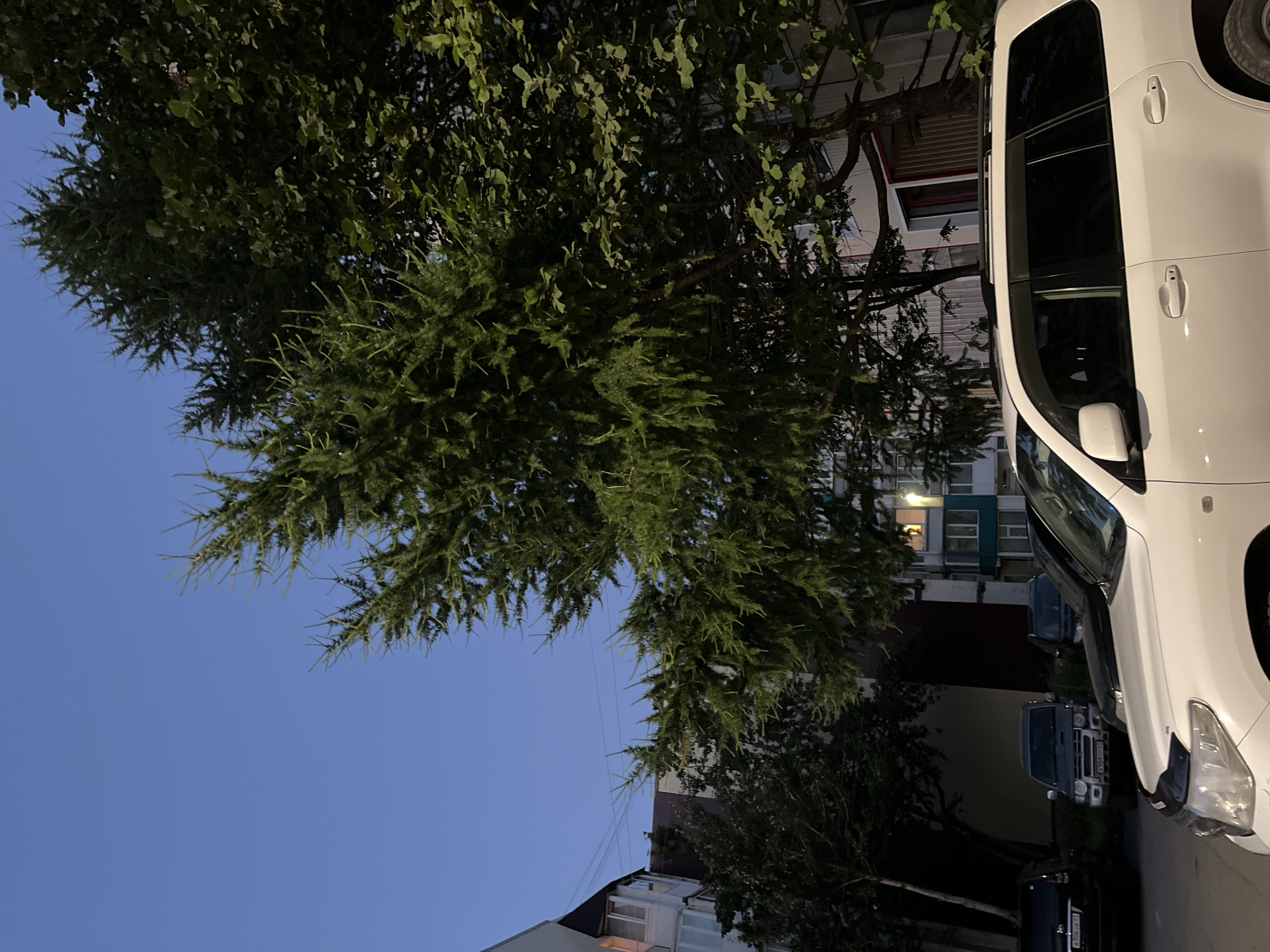 The image depicts a street scene in Petropavlovsk-Kamchatsky, Russia, at dusk. A large, coniferous tree with sparse branches dominates the right side of the frame, its needles illuminated by ambient light. Behind the tree, a multi-story residential building with visible windows is partially obscured. In the foreground, the front section of a white SUV is visible, parked on a paved surface. To the left of the SUV, other vehicles are parked, including a dark-colored SUV with a license plate that appears to read "B 1060 41" and a dark gray SUV with a license plate containing Cyrillic characters. Another dark-colored vehicle is partially visible between the white SUV and the dark gray SUV. The sky is a clear, deep blue, indicating twilight. The environment suggests an urban setting with residential buildings and parked cars.