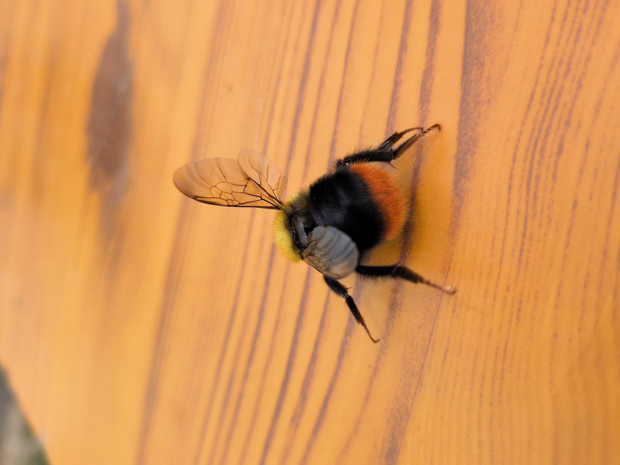 A close-up, overhead shot shows the rear of a bumblebee resting on a textured, orange surface, likely a wooden table. The bumblebee's fuzzy, black and orange abdomen is visible, along with its delicate, transparent wings outstretched and hairy black legs. The surface has a wood grain pattern with parallel lines. The background is softly blurred. There are no people or any indication of the location being Panamik, India.