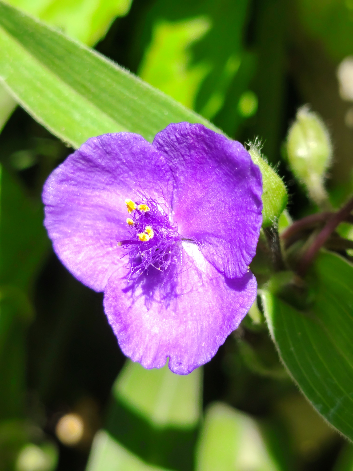 A macro photograph captures a vibrant purple flower in sharp focus, with its delicate petals unfurling. The flower's center reveals yellow stamens, some dusted with pollen, surrounded by thin, dark purple filaments. To the left and right of the flower, blurry green leaves form a soft backdrop, with one leaf extending diagonally across the top left of the frame, showing prominent parallel veins. A small, fuzzy green bud is visible to the right of the flower, partially obscured by the petals. The lighting suggests a bright, outdoor environment, likely a garden or natural setting, as evidenced by the dappled sunlight and soft bokeh effect in the background. The overall impression is one of natural beauty and intricate detail.