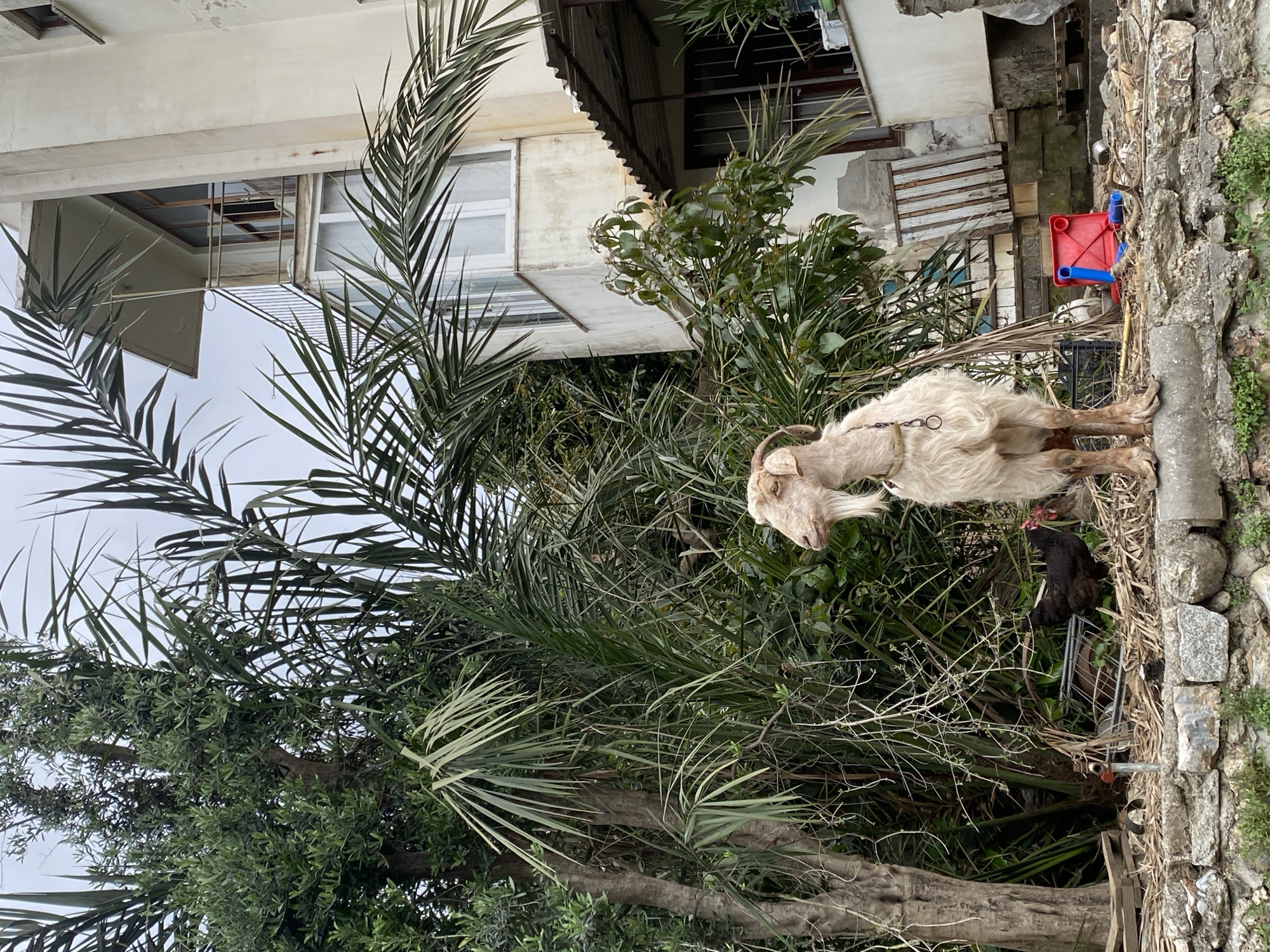 A vertical shot captures a goat tethered near a stone wall, likely on the outskirts of Alanya, Turkey. The goat, predominantly white with long hair, stands amidst dense vegetation, including a prominent palm tree. A black chicken is visible near the goat. The background features a building with a window and a corrugated metal overhang. A red and blue plastic chair sits near the wall, along with assorted debris and dry vegetation. The overall scene suggests a semi-rural or undeveloped area within or near Alanya.