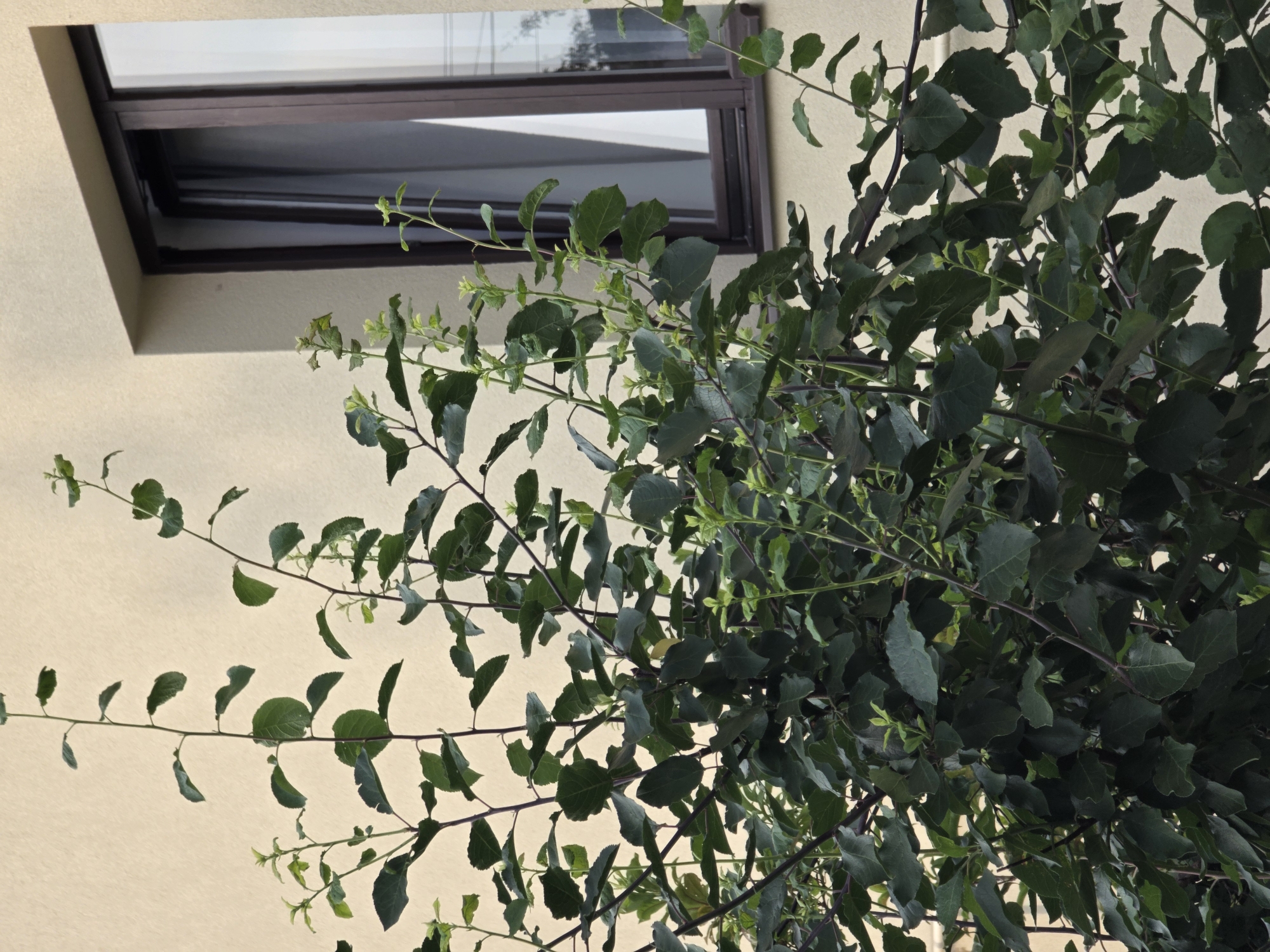 This image is a close-up, low-angle shot of tree branches and leaves against a light-colored wall and a window. The branches are dark and slender, with clusters of dark green leaves and some lighter green new growth. The leaves are varied in shape and size, with some appearing serrated. The wall has a rough texture. Above the wall is a window with a dark frame, partially open, revealing a reflective surface inside. The scene appears to be outdoors, with the sun casting a shadow from the window onto the wall. The overall impression is one of lush greenery against a man-made structure, likely taken during daylight hours. There is no visible text. The location context is Pidhorodne, Ukraine.
