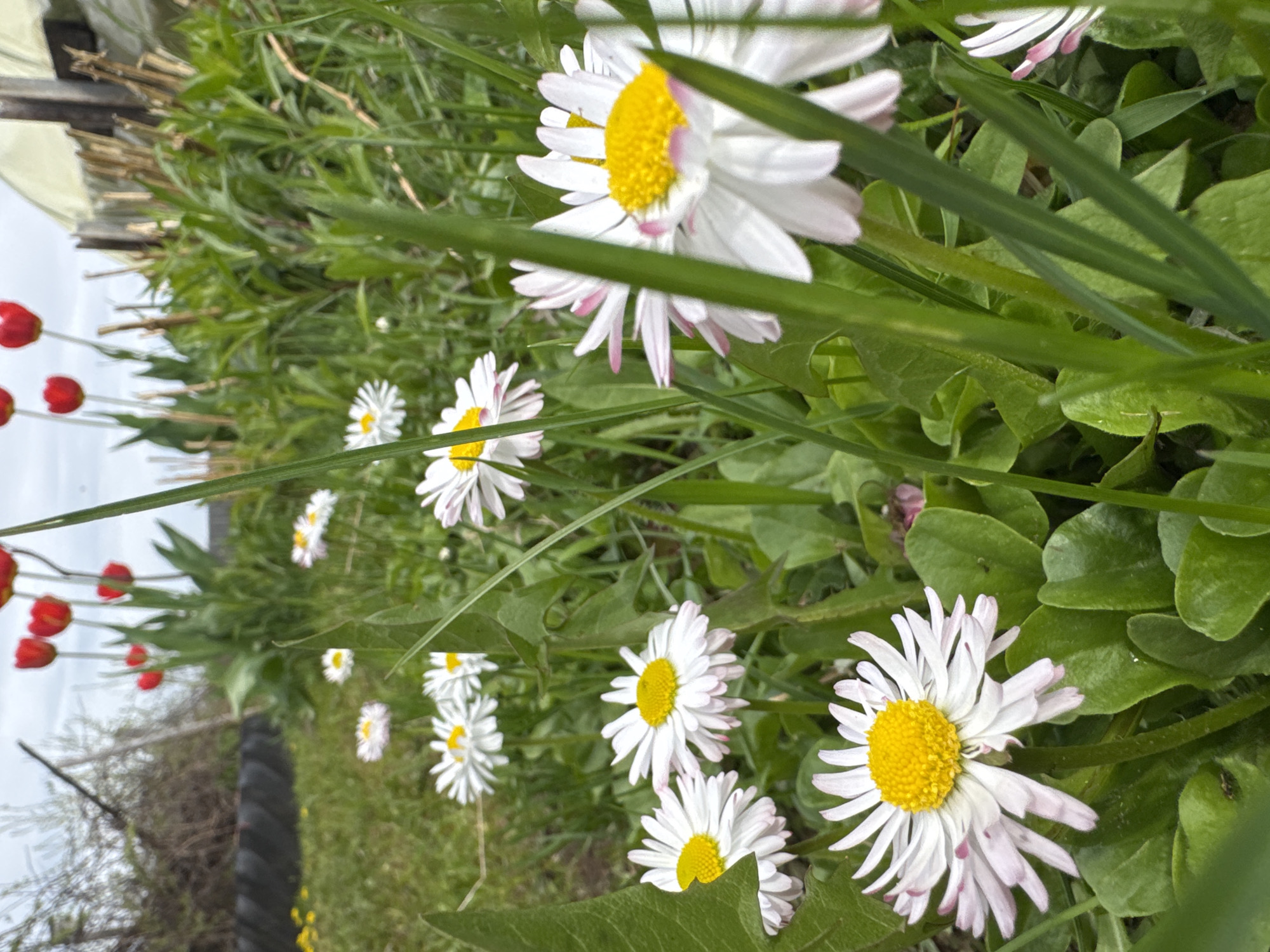 The image shows a patch of daisies and red tulips in a grassy area. The daisies are mostly white with yellow centers, some having a slight pink tinge on the petal tips. The tulips are red and appear to be in the background. There is also some greenery visible, including blades of grass and leaves. A fence and possibly some vegetation are visible in the far background. The location is specified as Malinovo, Russia.