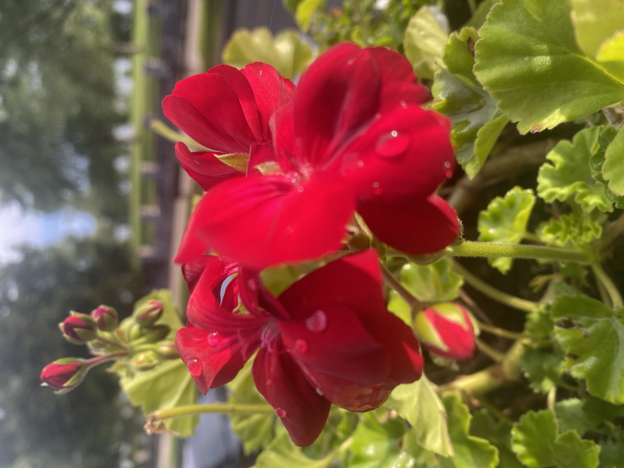 A close-up, eye-level shot captures a cluster of vibrant red geranium flowers with water droplets clinging to their petals. The flowers are in sharp focus, with their delicate texture and bright red hue illuminated by natural light. The background is softly blurred, showing hints of green foliage, tree branches, and a bright, overcast sky. There are no people visible in the image. The scene suggests a tranquil outdoor setting, possibly a garden or a park. Based on the available visual information, it is impossible to determine the specific location within Montreal, Canada.