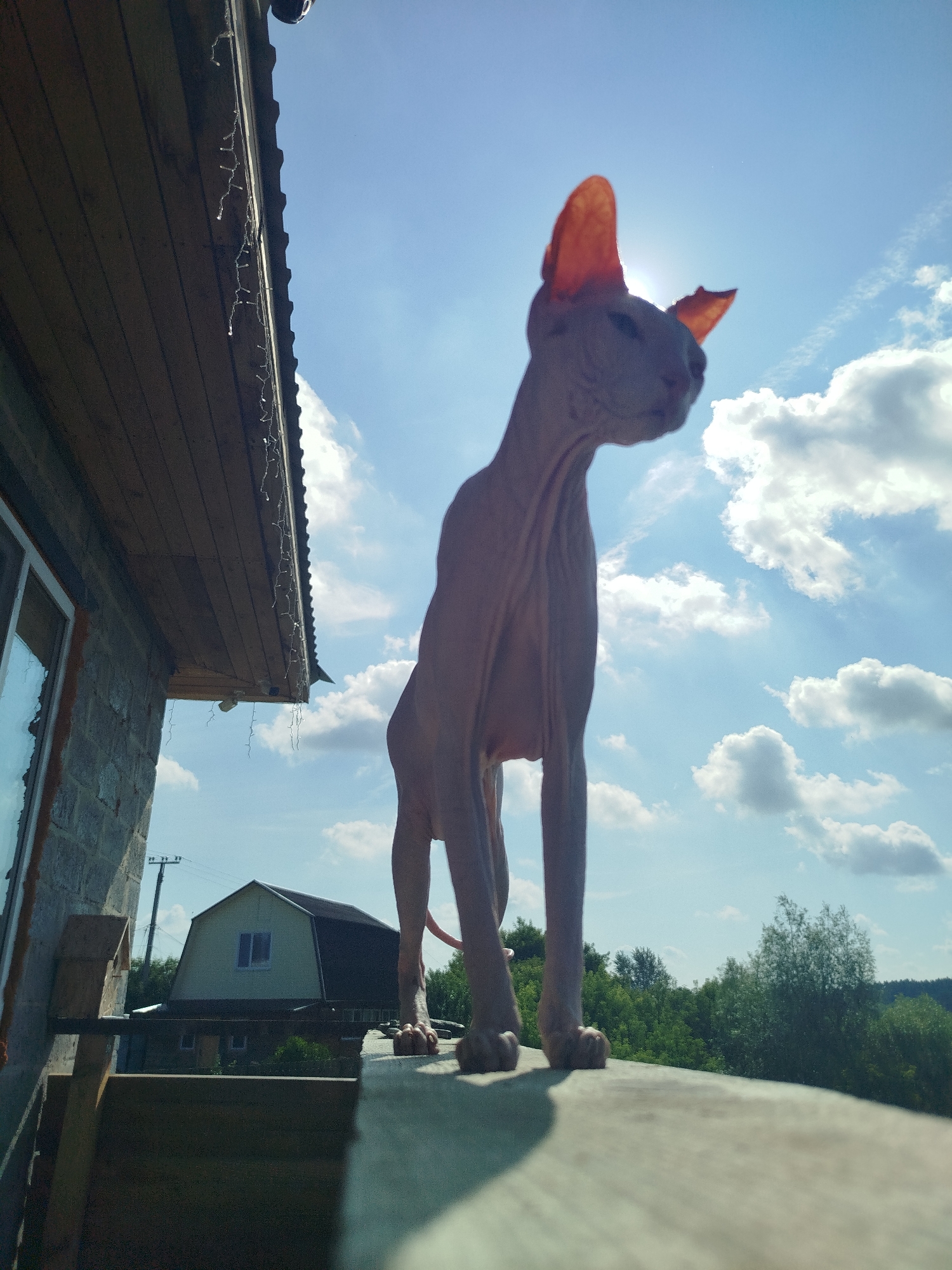 A sphinx cat stands on a wooden railing against a bright blue sky with scattered white clouds. The cat is facing to the right, with its head tilted slightly upward. Its large ears are illuminated by the sun, appearing translucent. To the left of the cat is the side of a building constructed with grey bricks, with a wooden overhang adorned with string lights. In the background, a house with a dark roof and a light-colored upper section is visible, surrounded by lush green trees. Power lines and a utility pole are also present in the distance. The overall scene suggests an outdoor setting, possibly in a rural or suburban area. The location is identified as Zavodoukovsk, Russia, based on the provided metadata.