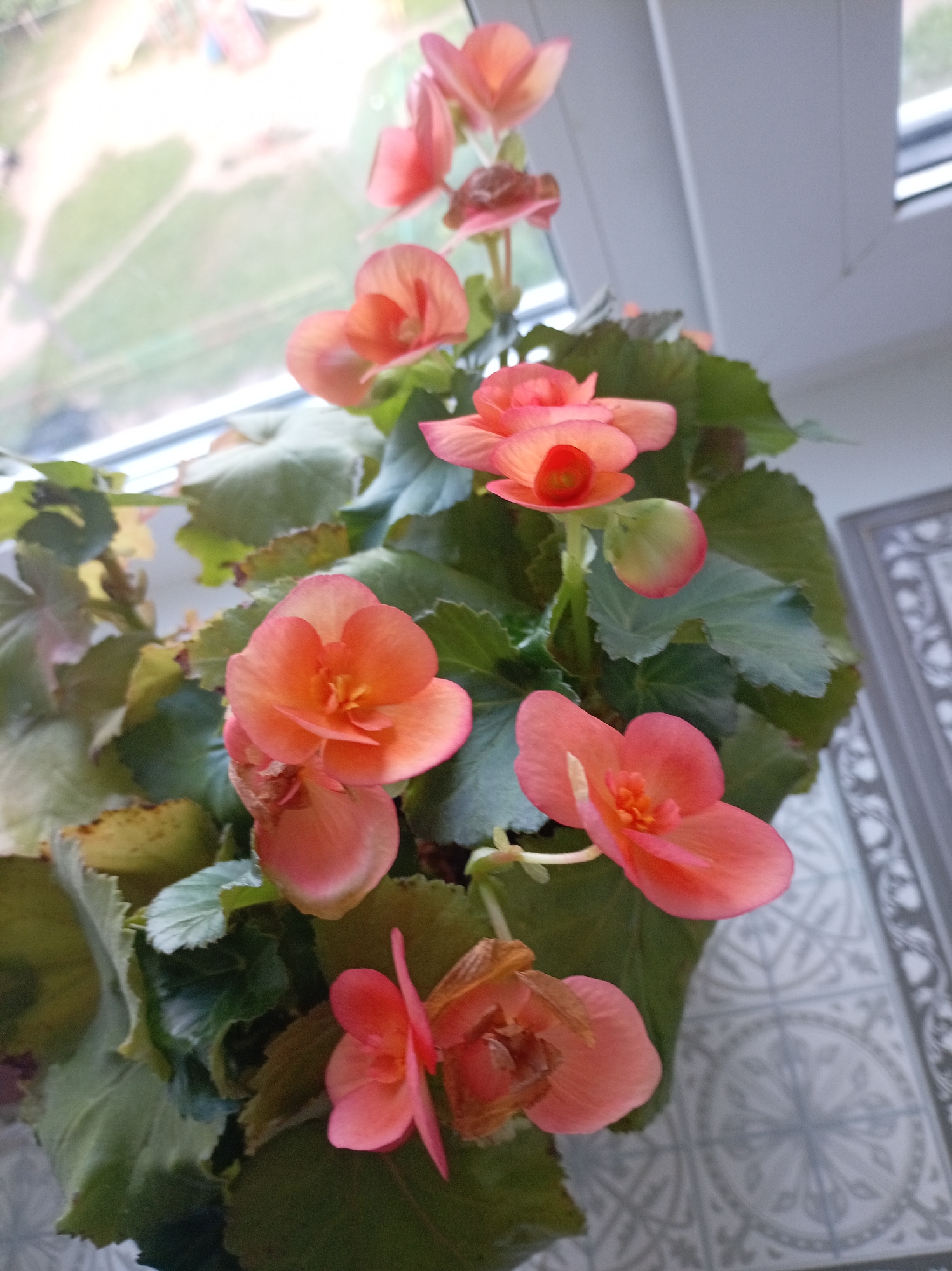 This media file features a close-up, high-angle shot of a potted plant with vibrant pink and coral-colored begonia flowers. The plant is positioned near a window, with its leaves and blossoms filling most of the frame. The flowers are delicate, with multiple layers of petals and some showing a touch of yellow in their centers. The leaves are a rich green, with some lighter green and yellowish hues suggesting potential variations in light exposure or plant health.
In the background, through the window, a blurred outdoor scene is visible, hinting at a grassy area and possibly some structures, suggesting a daytime setting. The window frame is white and appears to be part of an interior space. A patterned surface, likely a tiled floor or windowsill, is visible in the lower right corner of the image, featuring a grey and white geometric design. There is no visible text in the media file. The overall impression is one of a domestic indoor setting, likely a windowsill, showcasing the beauty of blooming houseplants. The lighting suggests natural daylight.