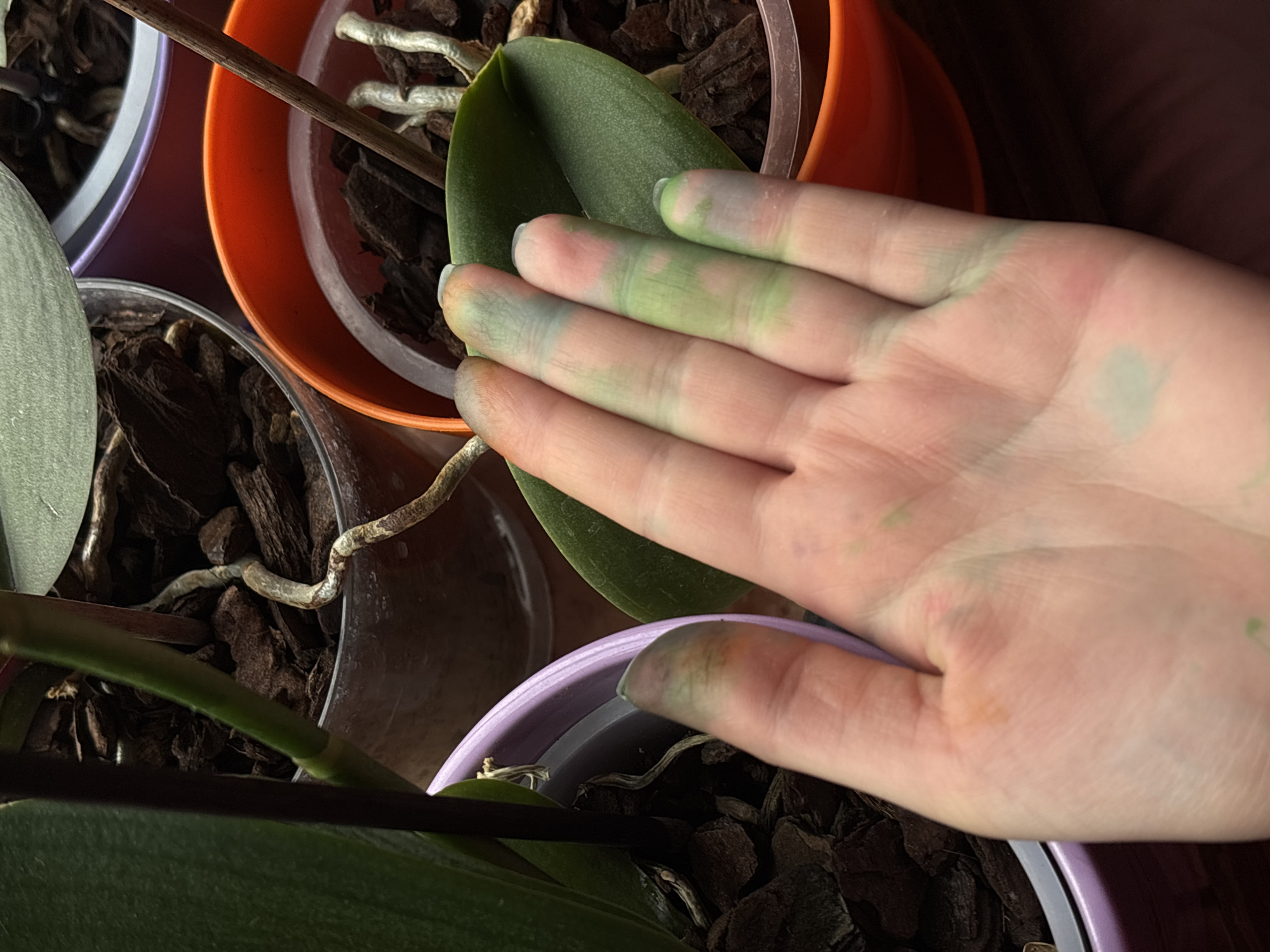 A close-up photograph shows a hand with green and blue stains on the fingers, positioned near three potted orchid plants. The pots are made of a clear plastic insert inside outer pots, which are orange, purple, and light purple, respectively. The orchid plants are planted in bark. The hand is resting on a leaf of the orange-potted orchid. The hand is light-skinned. The environment appears to be indoors. The image provides no evidence to suggest that the location is in Varna, Bulgaria.