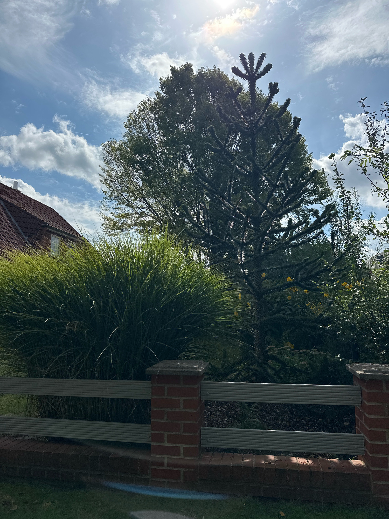 The image depicts an outdoor scene in Samtgemeinde Thedinghausen, Germany. In the foreground, a low brick wall with horizontal metal slats forms a fence. Behind the fence, a large, bushy green plant, possibly ornamental grass, dominates the left side. To the right of the grass, a distinctive tree with a spiky, branch-like structure, resembling a Monkey Puzzle tree, stands tall. Behind these plants, a portion of a red-tiled roof and a window of a building are visible on the far left. The background is filled with lush green foliage and a bright blue sky with scattered white clouds. The sun is shining brightly, creating a glare in the upper portion of the sky. The overall impression is a well-maintained garden or yard.