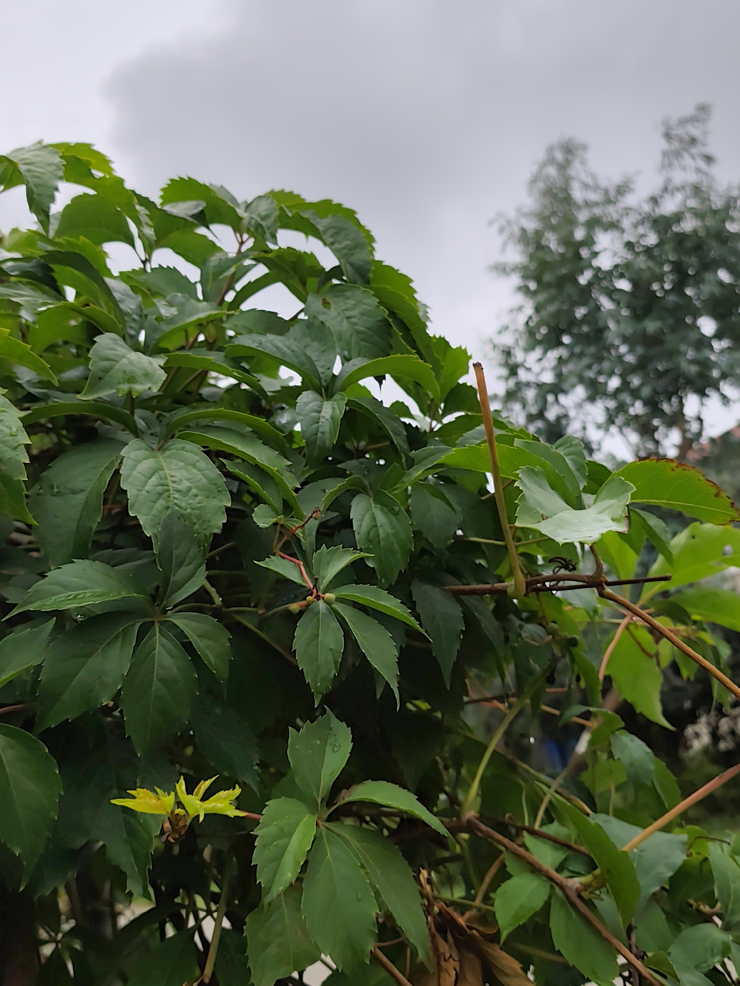 In Oryol-Izumrud, Russia, this image captures a close-up view of lush green ivy leaves against an overcast sky. The ivy is dense and vibrant, with some leaves showing serrated edges. A few thin, brown branches are visible, one of which extends vertically with a sharp tip. In the background, out of focus, are the blurred shapes of trees, their foliage a muted green. The overall atmosphere is natural and slightly somber due to the cloudy weather.