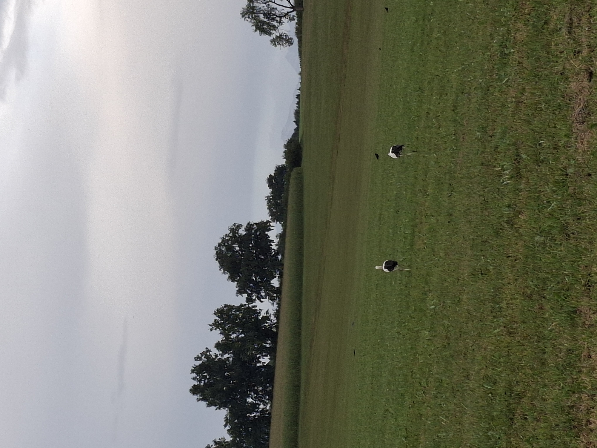 The image depicts an overcast sky above a pastoral landscape. In the foreground, a green field stretches into the distance, with two storks standing in the grass. One stork is to the left, facing away from the viewer, while the other is to the right, also facing away. In the middle ground, a line of trees forms a dark silhouette against the lighter sky. The background reveals rolling hills or mountains, partially obscured by mist or clouds, and a single, solitary tree stands on the right edge of the frame. The scene appears to be in a rural or semi-rural setting, consistent with the location of Eschenbach (LU), Switzerland.