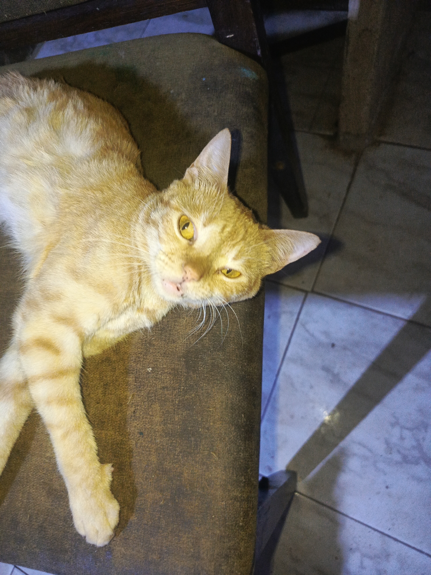 A light orange tabby cat is lying on a brown, worn, upholstered chair. The cat's eyes are open and yellowish. The chair is positioned next to a tiled floor, illuminated by an unseen light source, casting a shadow. The chair appears to be inside a building. There is no indication of the image being taken in Juan Griego, Venezuela, nor are there any people visible.