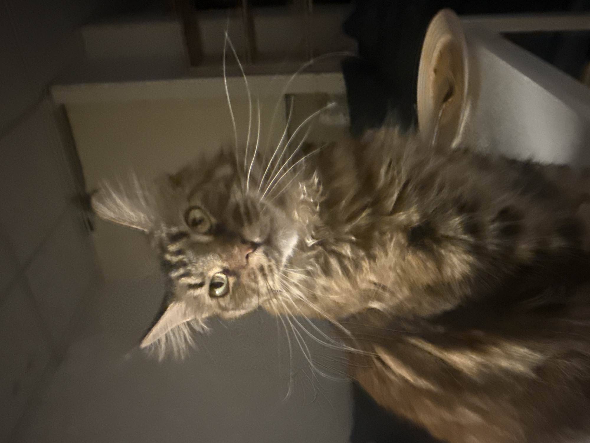 The image depicts a close-up of a long-haired tabby cat with green eyes. The cat has prominent whiskers and tufts of fur on its ears. It is sitting on what appears to be a white surface, possibly a table or shelf, with a blurred background suggesting an indoor environment. The lighting is dim, with a warm glow illuminating the cat's face and fur. There is a shallow, light-colored bowl with some food or liquid in it next to the cat on the right side of the frame. The background includes a wall and possibly some furniture. The scene is devoid of any indication of the city of Herzliya, Israel, or any urban context. The cat is the sole subject of the photograph.