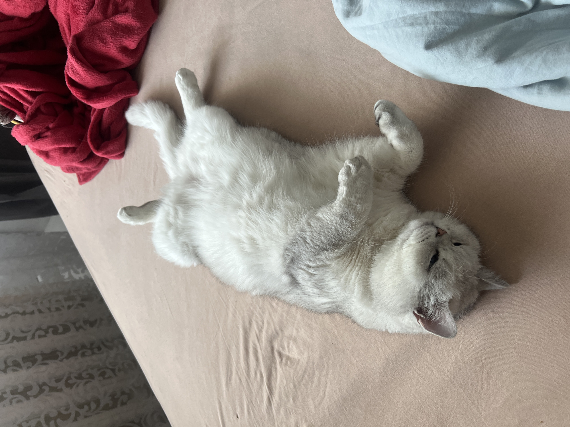 A white cat lies on its back on a pink bed. The cat's paws are in the air, and its eyes are closed. A red shirt is on the left, and a light blue shirt is in the upper-right corner.