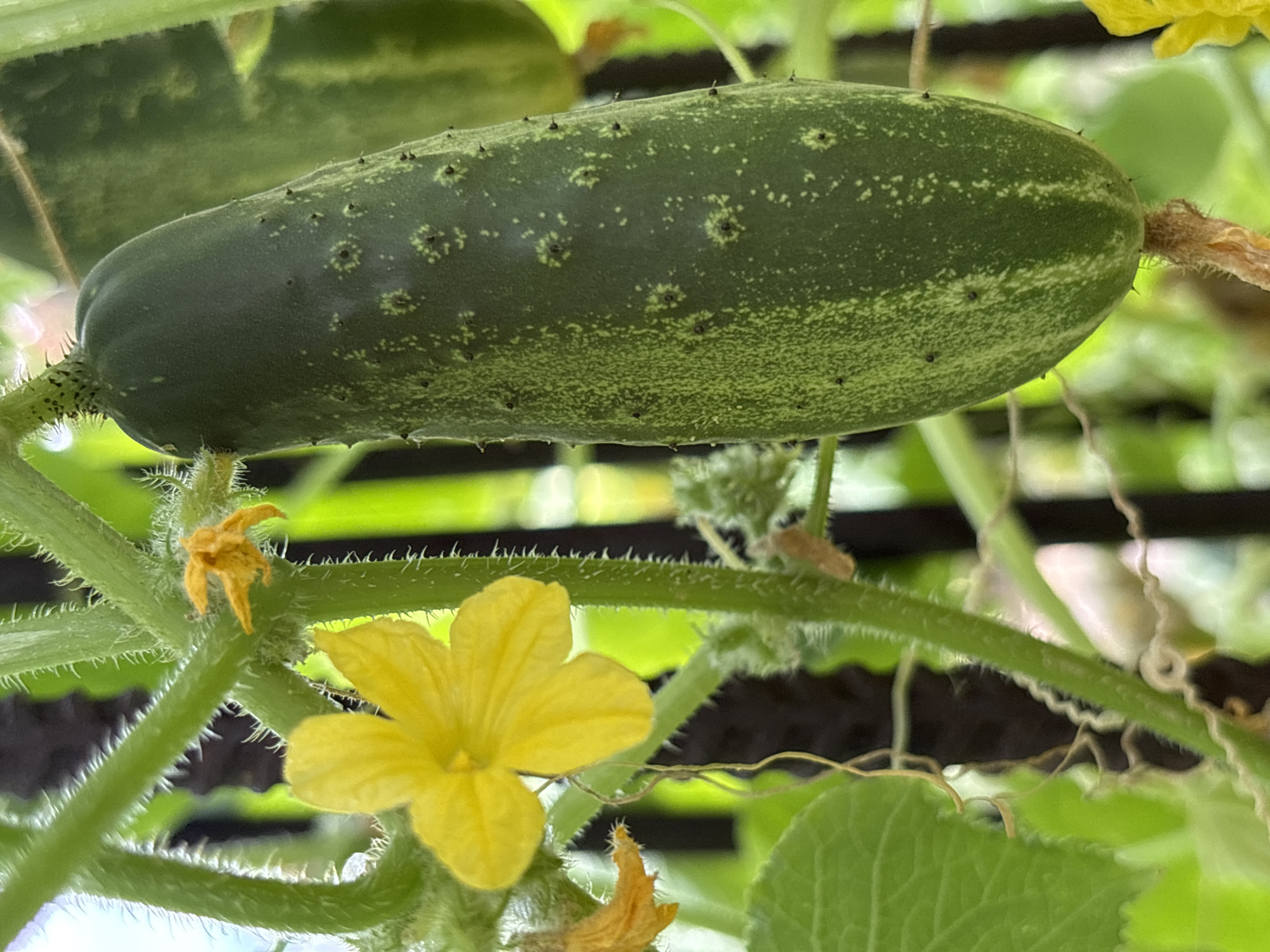 A close-up, eye-level, outdoor photograph shows a cucumber plant with a developing cucumber and yellow flowers, likely in a garden or allotment in Atbasar, Kazakhstan. The cucumber, which is dark green and has small, spiky protrusions, hangs from the stem. Two yellow flowers are visible, one in full bloom and another wilted. The plant has green leaves and a fuzzy stem. The background is blurred, showing green foliage and a dark, out-of-focus structure that might be a fence or trellis. The lighting suggests a bright day.