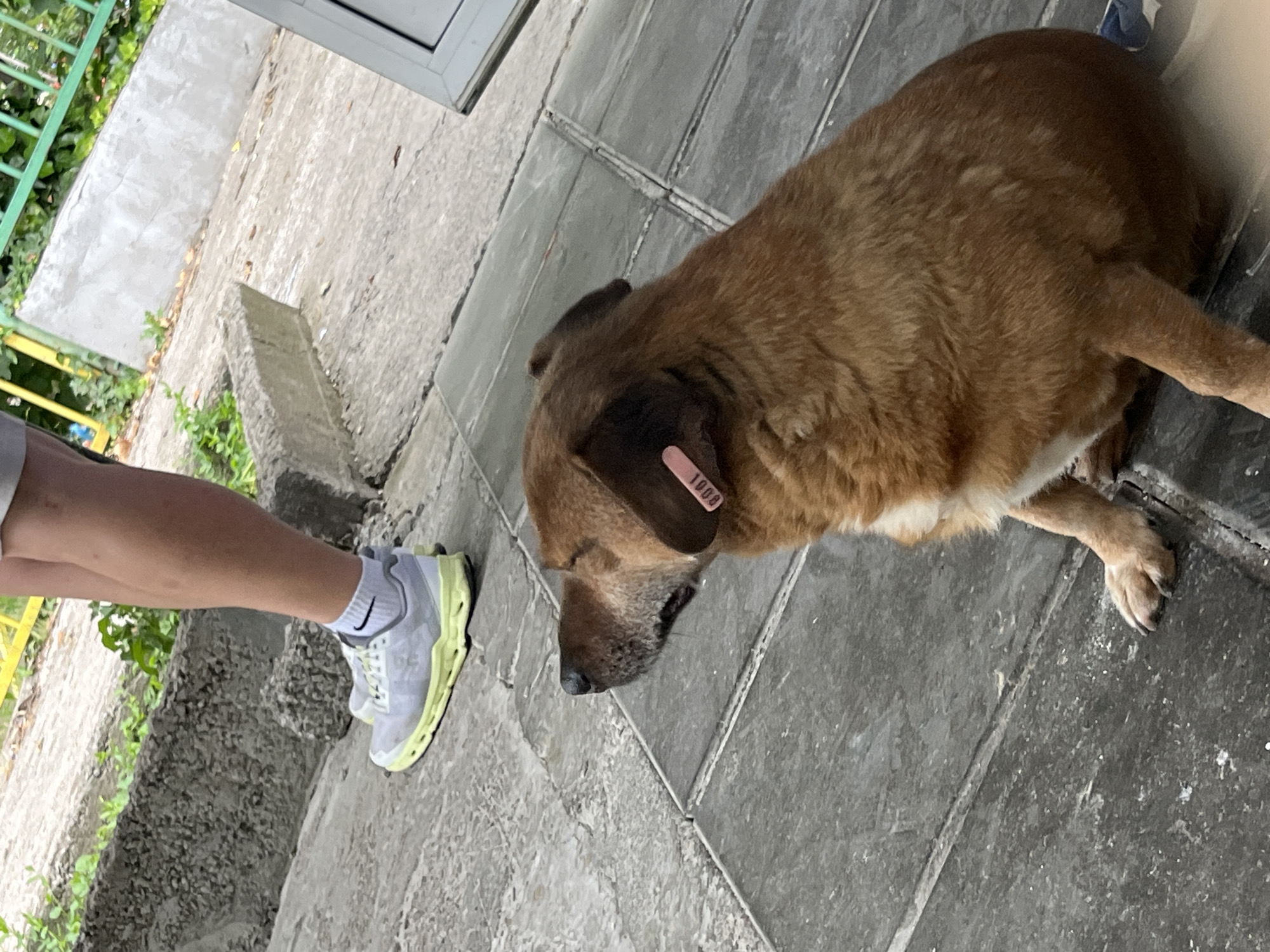 A medium-sized, brown dog with patches of lighter fur on its chest and belly is shown outdoors, situated next to a person's leg. The dog wears a pink ear tag with the number "1000" clearly visible on its right ear. Its head is lowered, looking towards the ground or the person's foot. The person is wearing a white sock with a black Nike swoosh logo and a light grey and neon yellow-green sneaker.
The setting appears to be a paved area, possibly a walkway or patio, made of grey tiles. A concrete step or curb is visible to the left of the person's foot. In the background, there's lush green foliage, a green metal railing, and the bottom portion of a white door or window frame. The lighting suggests it is daytime. The scene is located in Shumen, Bulgaria. The dog appears calm and at rest near the person.
