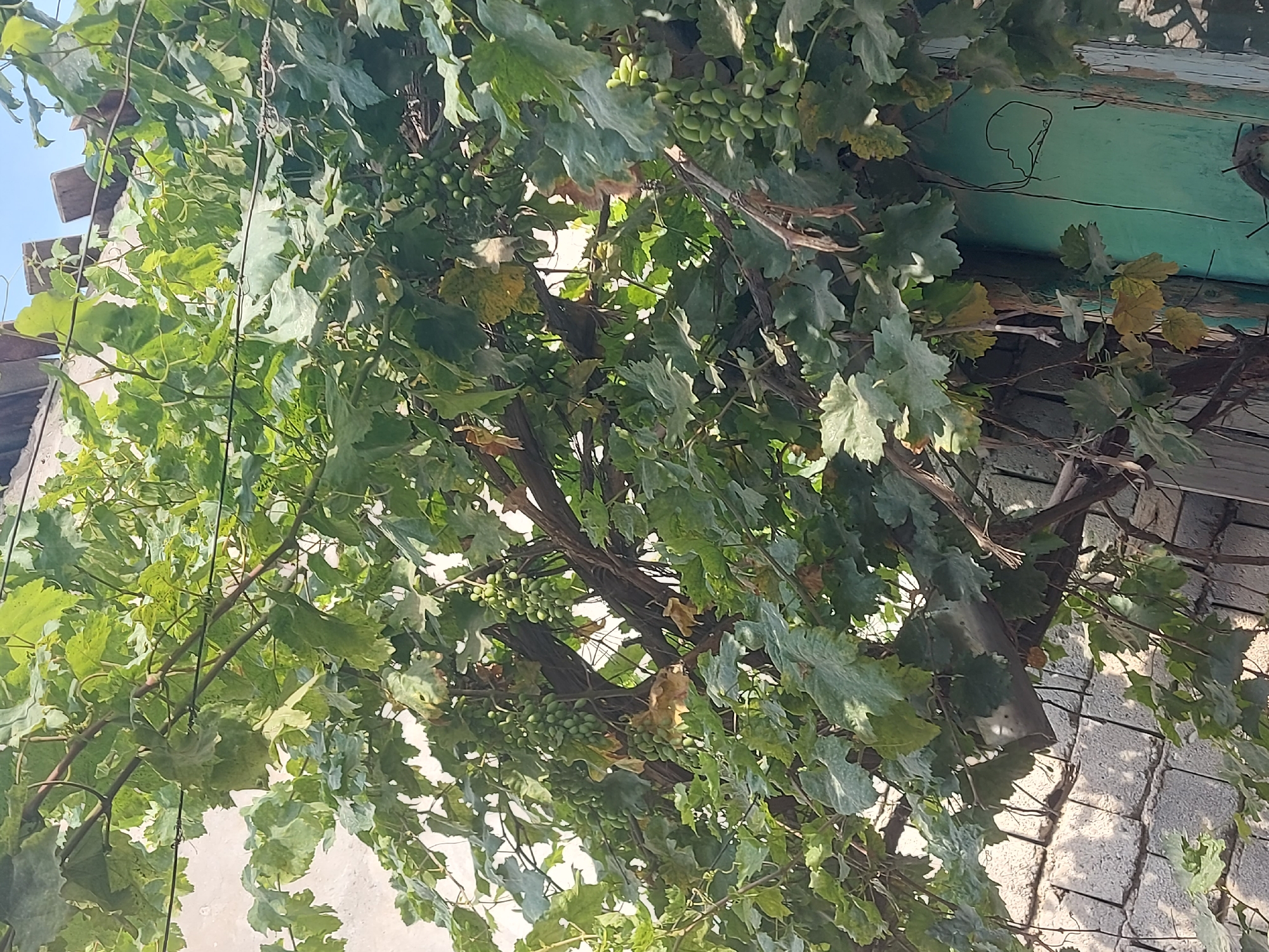The image captures an outdoor scene dominated by lush green grapevines. The vines are laden with clusters of small, light green grapes, still unripe. Their thick branches and numerous leaves create a dense canopy, casting shadows and filtering sunlight. Some leaves show signs of yellowing, indicating the transition towards autumn.
In the background, elements of a rustic structure are visible. A weathered wooden beam, painted a faded turquoise green, runs horizontally across the upper right portion of the frame. A thin, dark line, possibly a wire or string, is attached to this beam and trails down through the foliage. To the left, wooden planks of a roof or pergola are also visible against a bright sky, suggesting an open-air setting. The wall of a building, constructed from greyish, rectangular blocks, forms the lower right backdrop, showing a textured surface and casting dappled shadows from the overhead leaves.
The overall impression is one of natural growth and the slow ripening of fruit. The lighting suggests it is daytime, with sunlight breaking through the leaves. The presence of grapes on the vine implies a rural or semi-rural location, possibly a garden or vineyard. The style of the building materials, particularly the block wall and the weathered wooden elements, could be characteristic of traditional architecture in regions like Central Asia. No people are visible in the image, and there is no discernible text. The scene evokes a sense of quiet abundance and the natural cycle of growth.