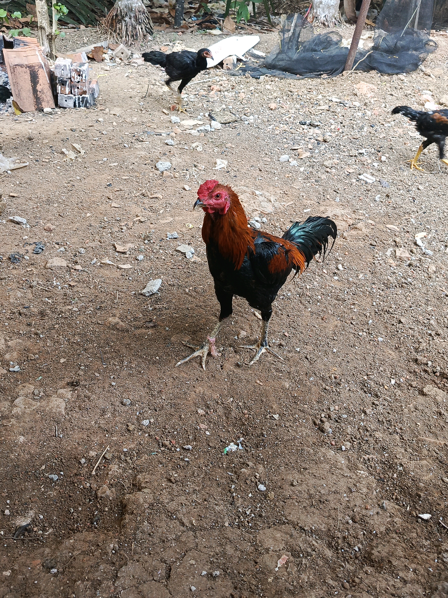 A rooster stands in a dirt yard in Megang Sakti I, Indonesia. The rooster is predominantly black and red, with a bright red comb and wattles. Its tail feathers are iridescent green and black. Several smaller black chickens are visible in the background. The yard is covered in dirt, small rocks, and debris, with some scattered bricks and a piece of black netting also present. In the background, there are trees and foliage, suggesting a rural or semi-rural setting. The lighting indicates it is daytime.